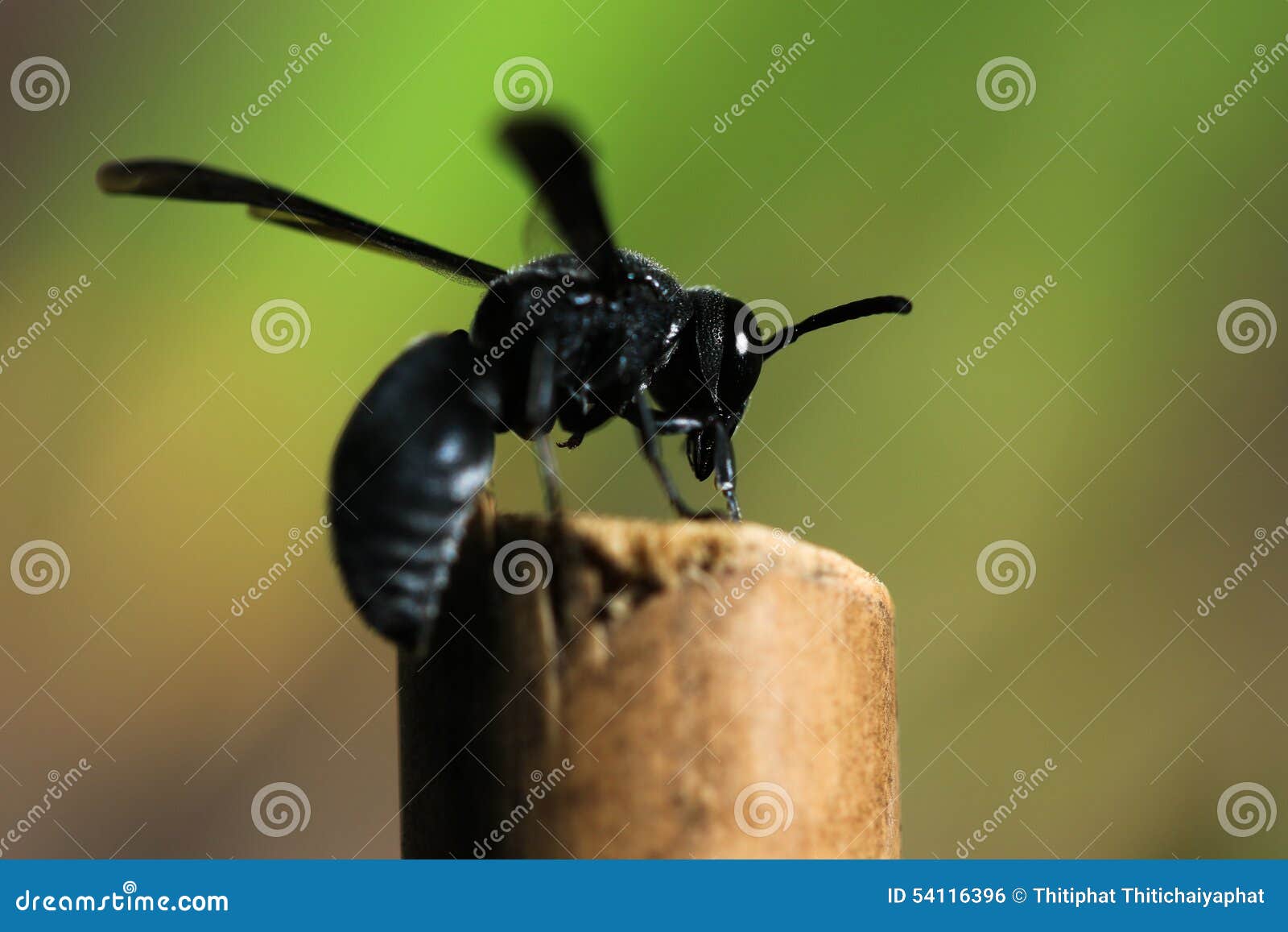 Wasp In Bamboo Trellis Nest Stock Photography 83698088