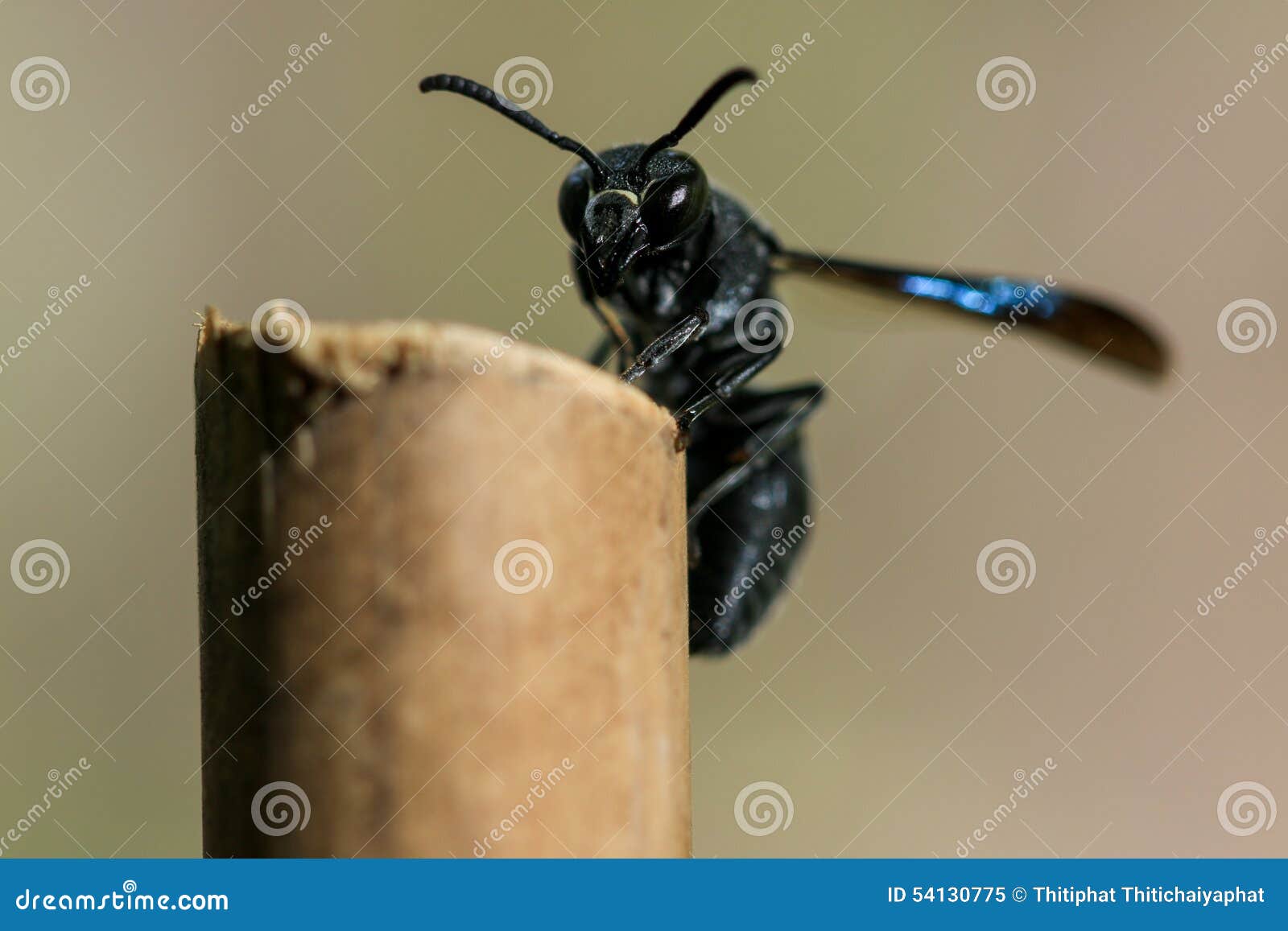 Wasp In Bamboo Trellis Nest Stock Photography 83698088