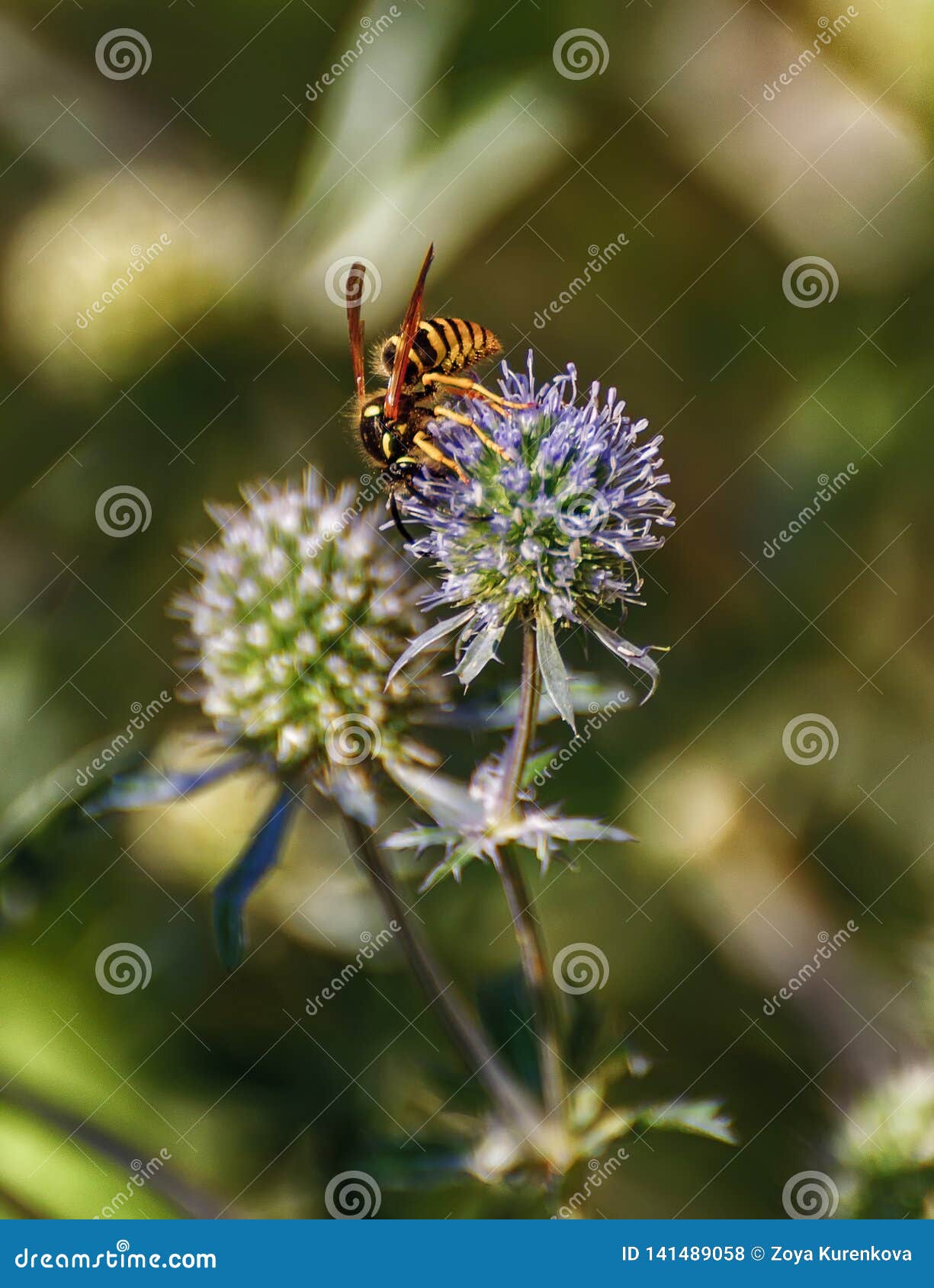 Wasp Collecting Nectar and Pollinating Eryngium Stock Photo Image of