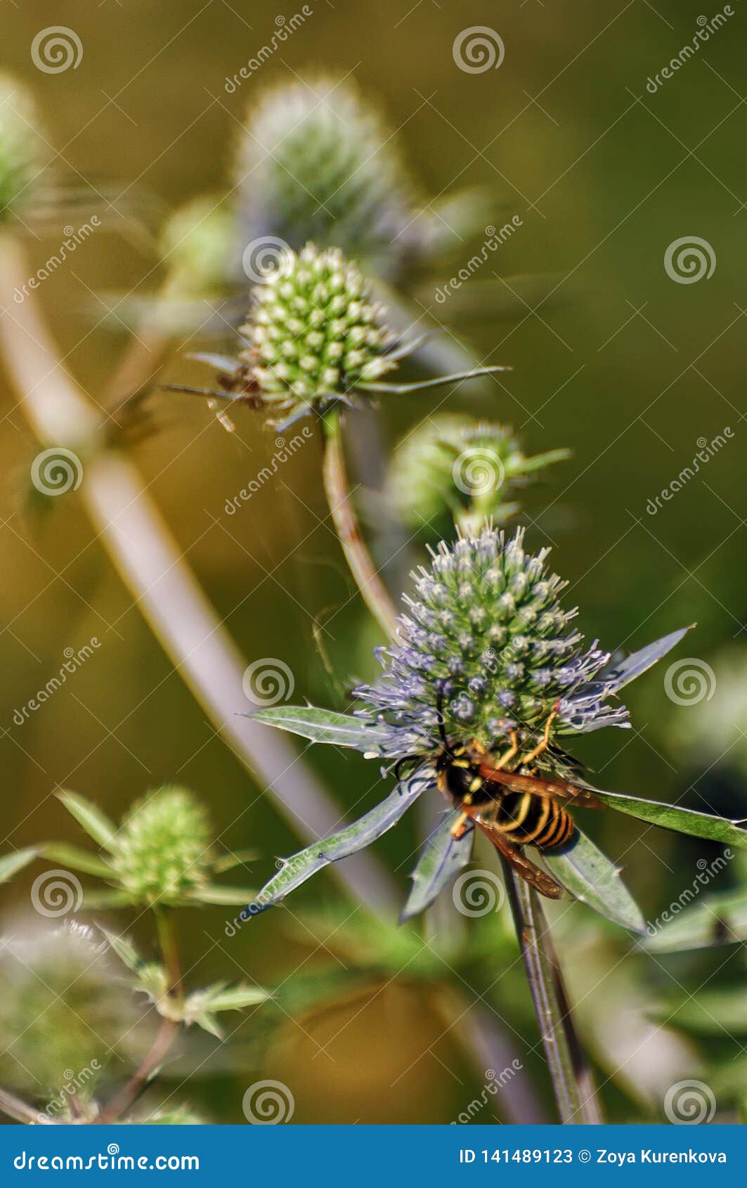 Wasp Collecting Nectar and Pollinating Eryngium Stock Image Image of