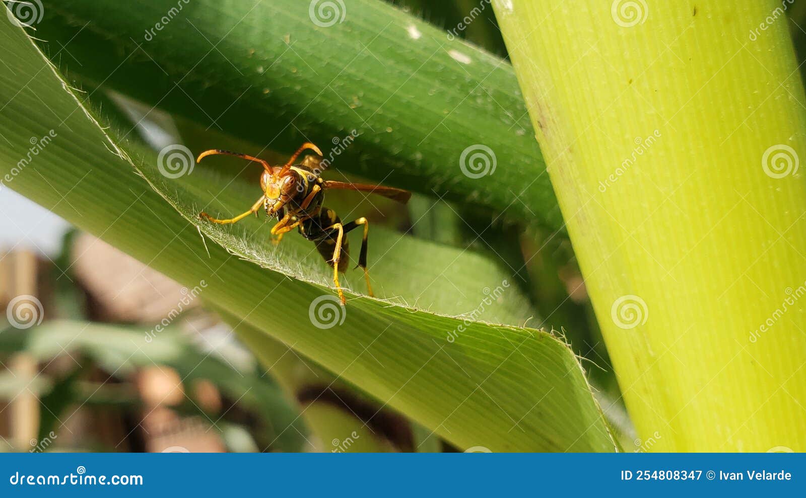 wasp on a corn plant