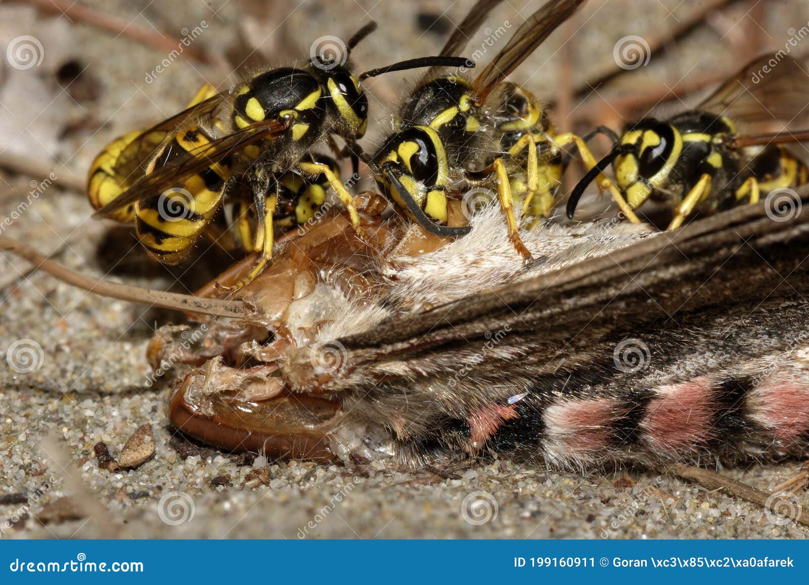 the wasp is eating the convolvulus hawk-moth