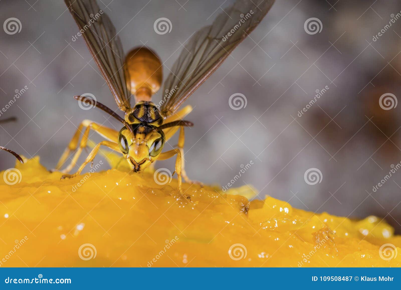 Wasp Eating from a Ripe Mango Fruit Stock Image Image of invertebrate