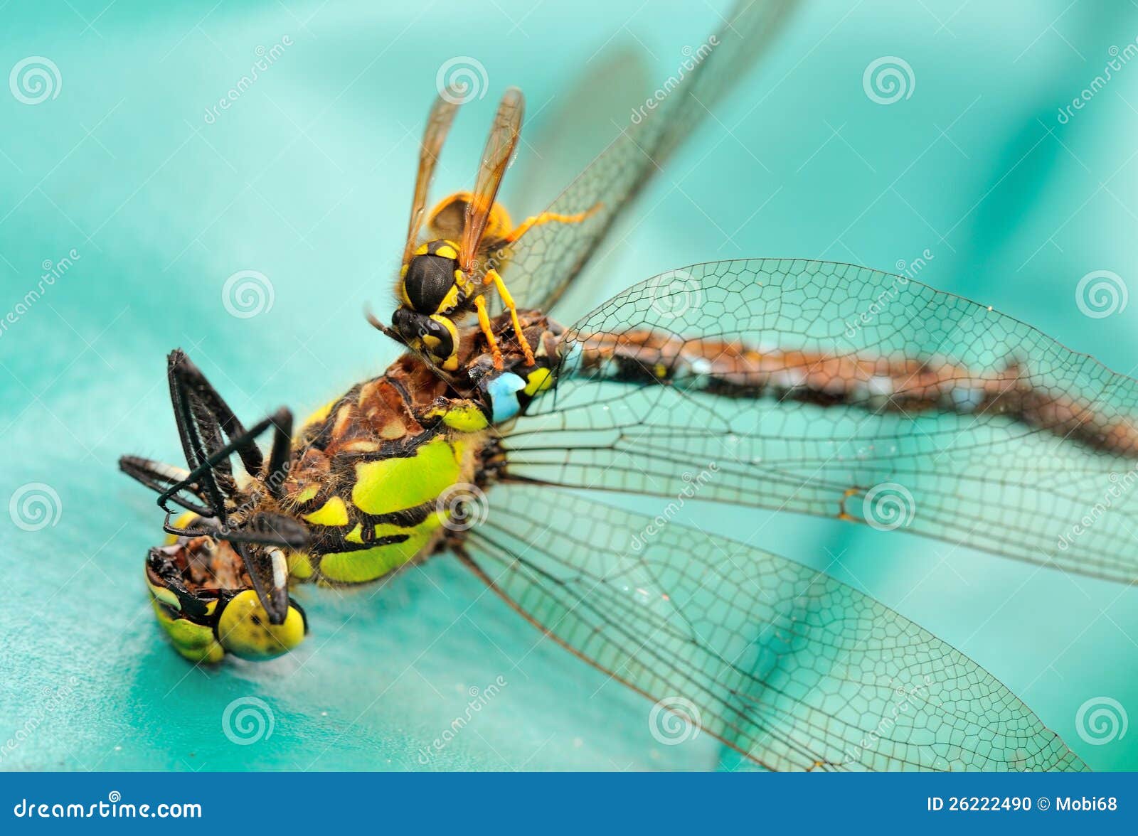 Wasp eats dragonfly stock photo. Image of nature, green 26222490