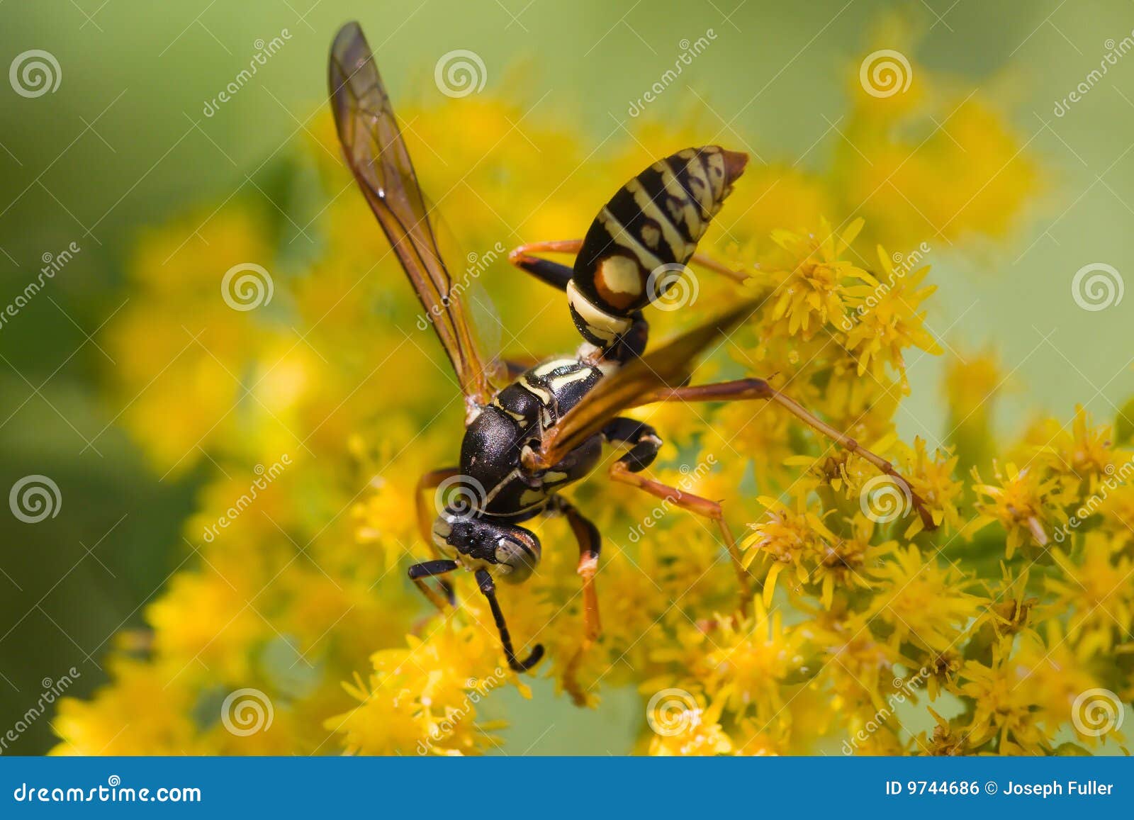 Wasp on a flower stock photo. Image of perched, nature 9744686