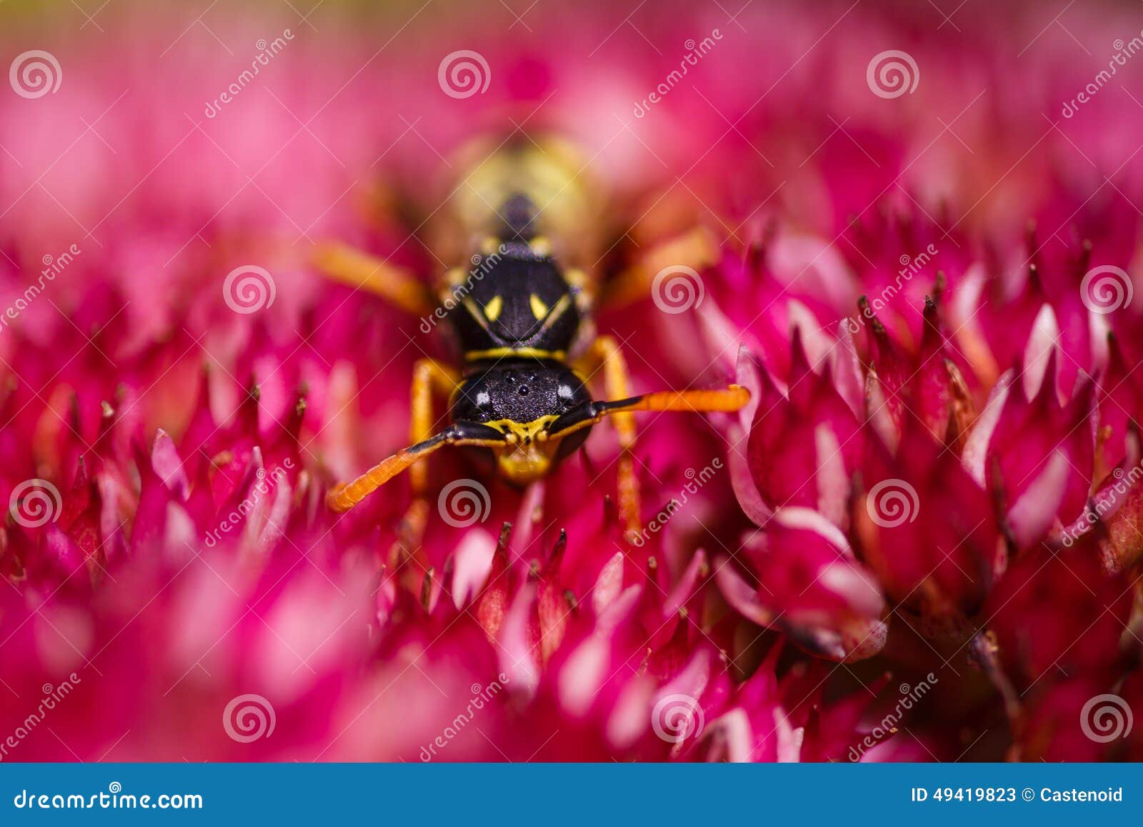 Wasp on a flower stock image. Image of nature, gold, bumblebee 49419823