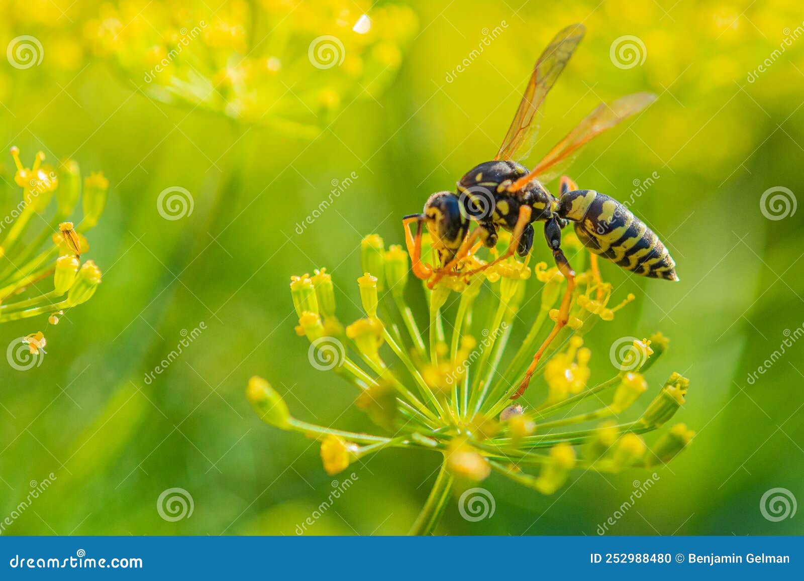 Wasp on flowering dill stock photo. Image of wild, beautiful 252988480