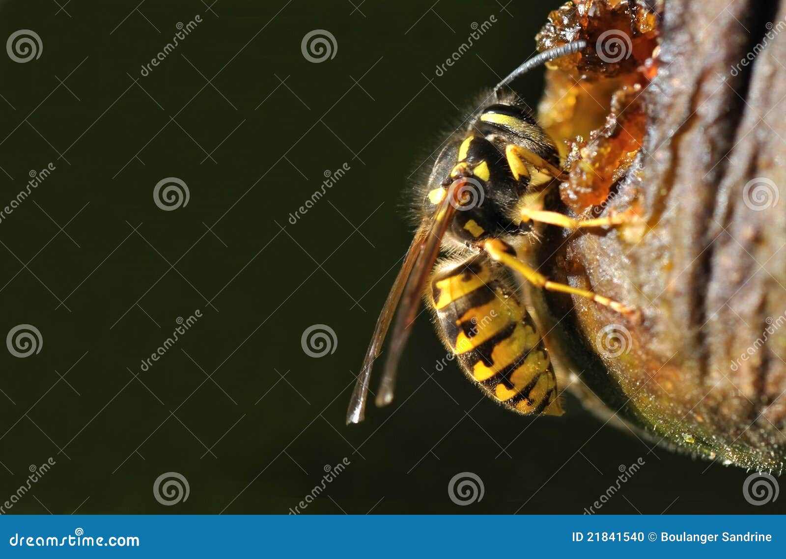 Wasp on a fruit stock photo. Image of sugar, wasp, nature 21841540