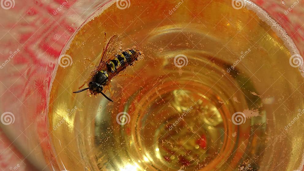 Wasps That Melt In The Beer Into Which They Fell Danger Of Swallowing The Wasp In The