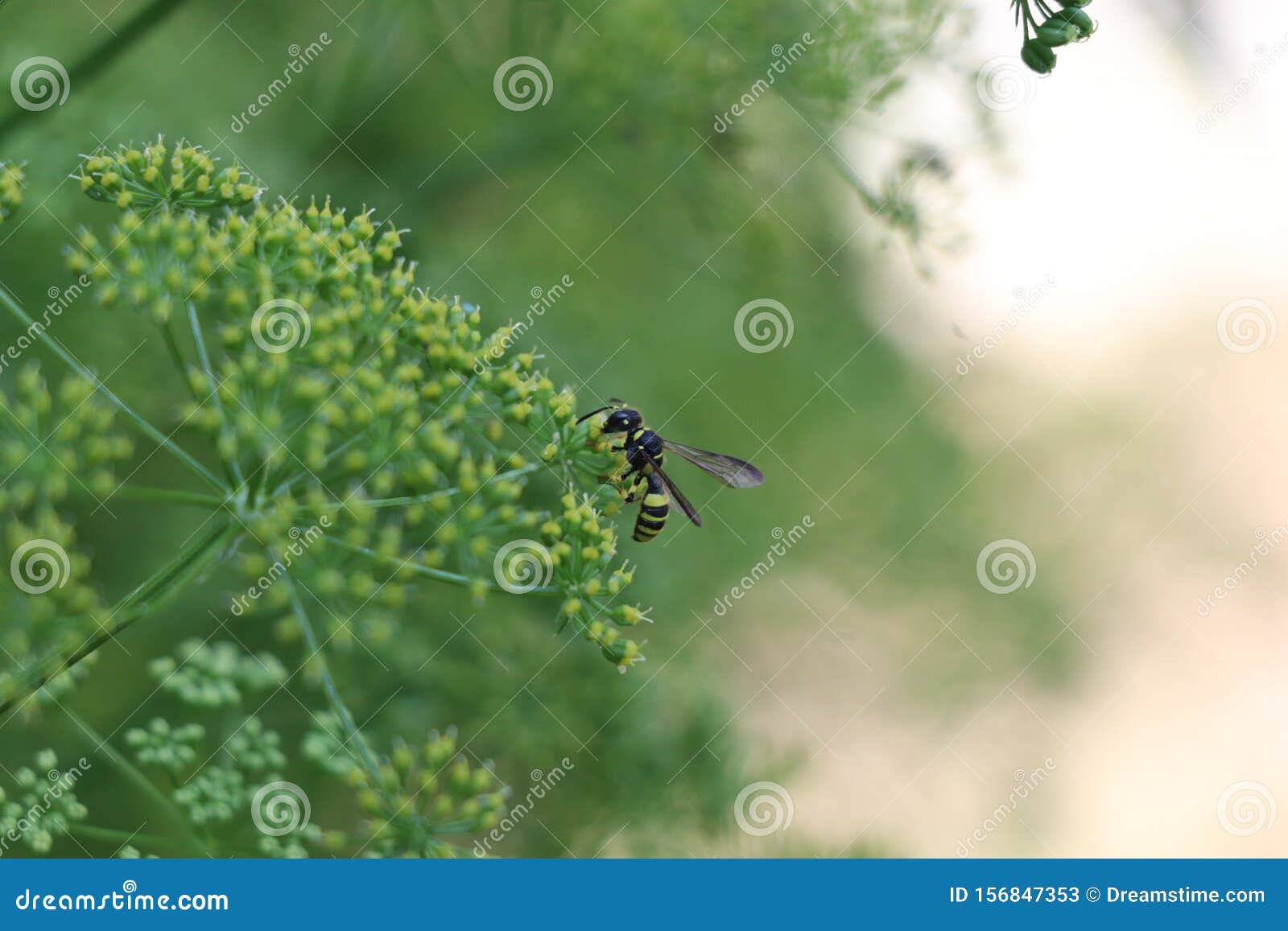 wasp green insect nature animal plant