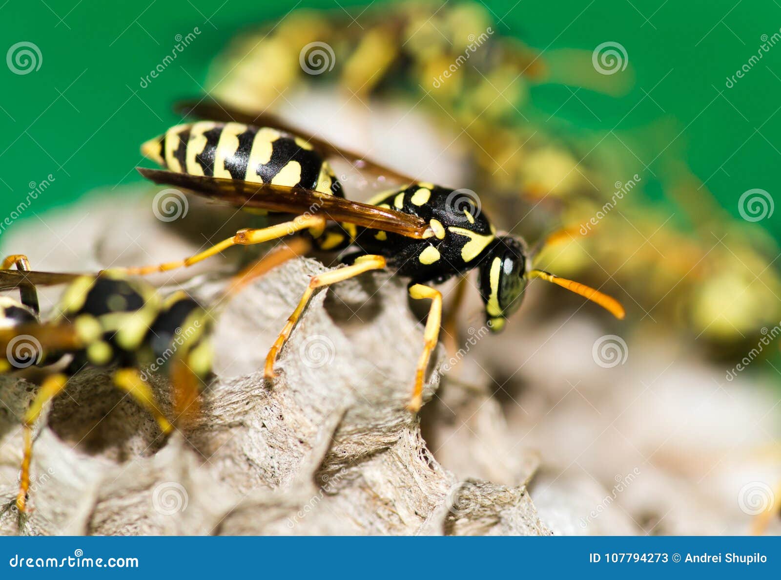 A wasp for hives in stock image. Image of wildlife -