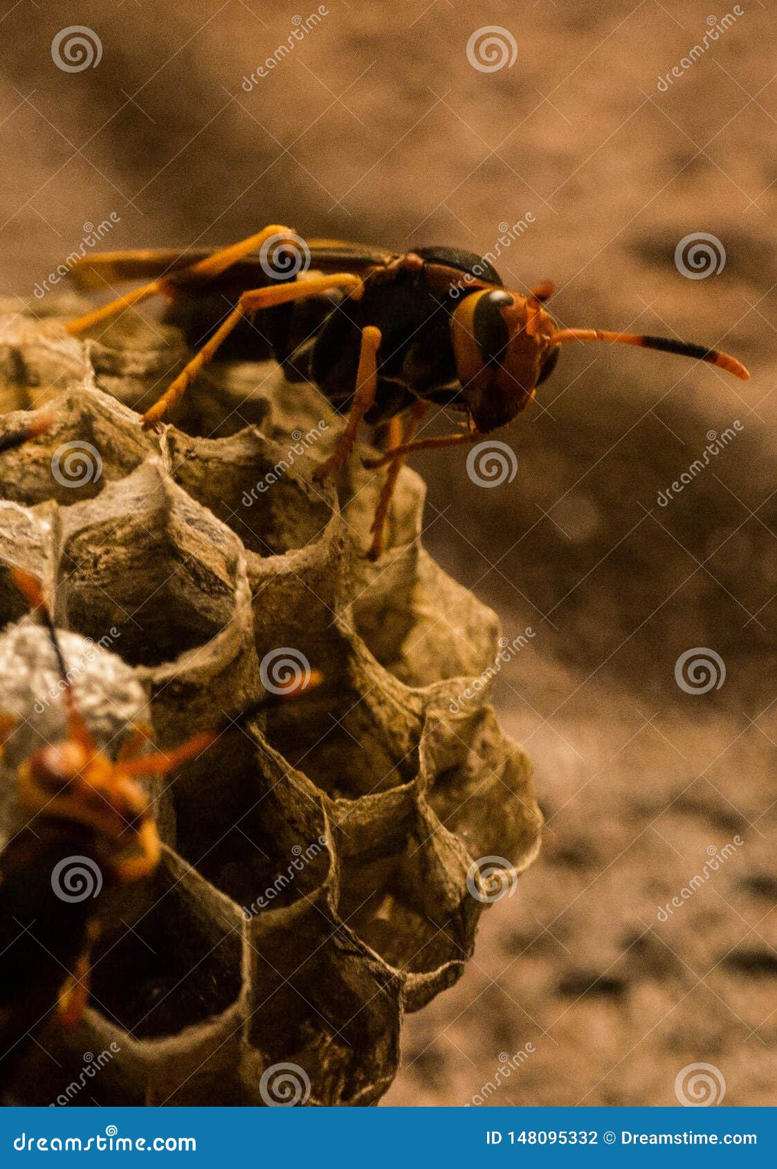 wasp honeycomb and angry wasp