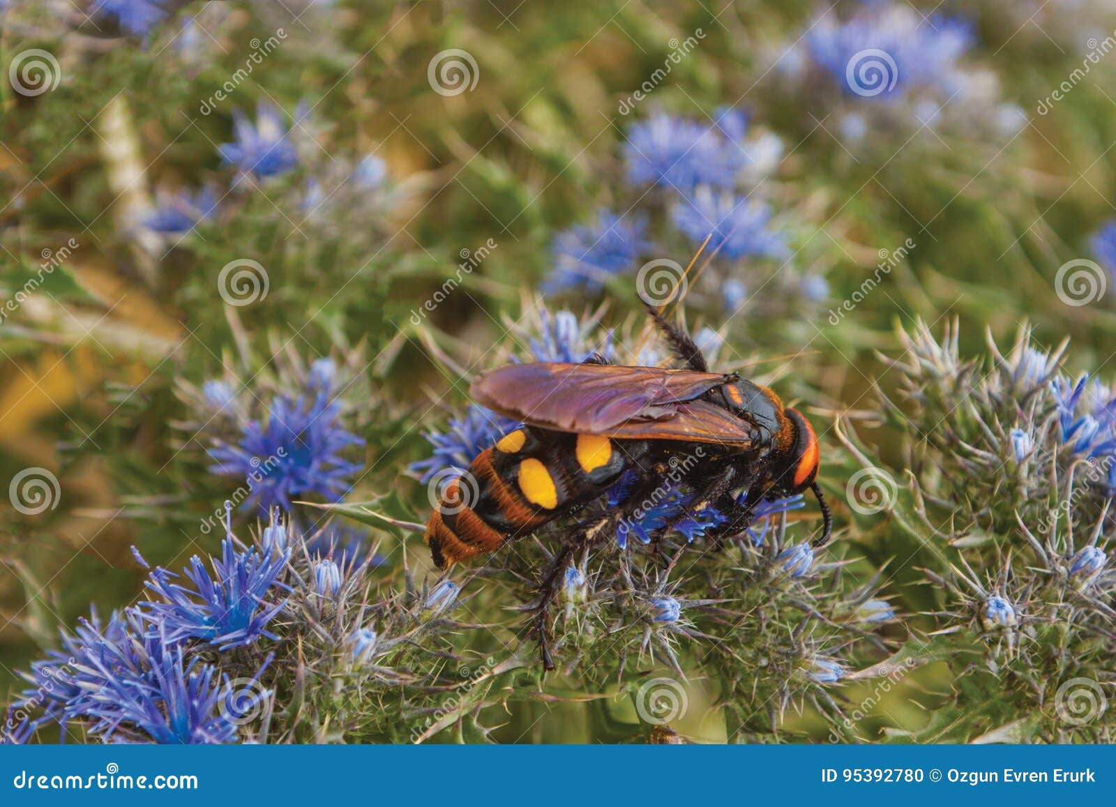 Wasp, on flowers stock photo. Image of closeup 95392780