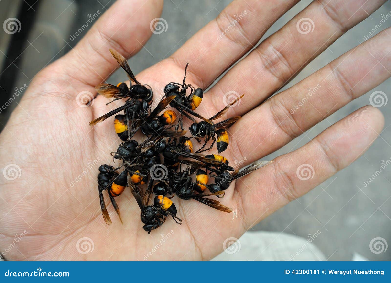 Wasp stock image. Image of parks, danger, wings 42300181