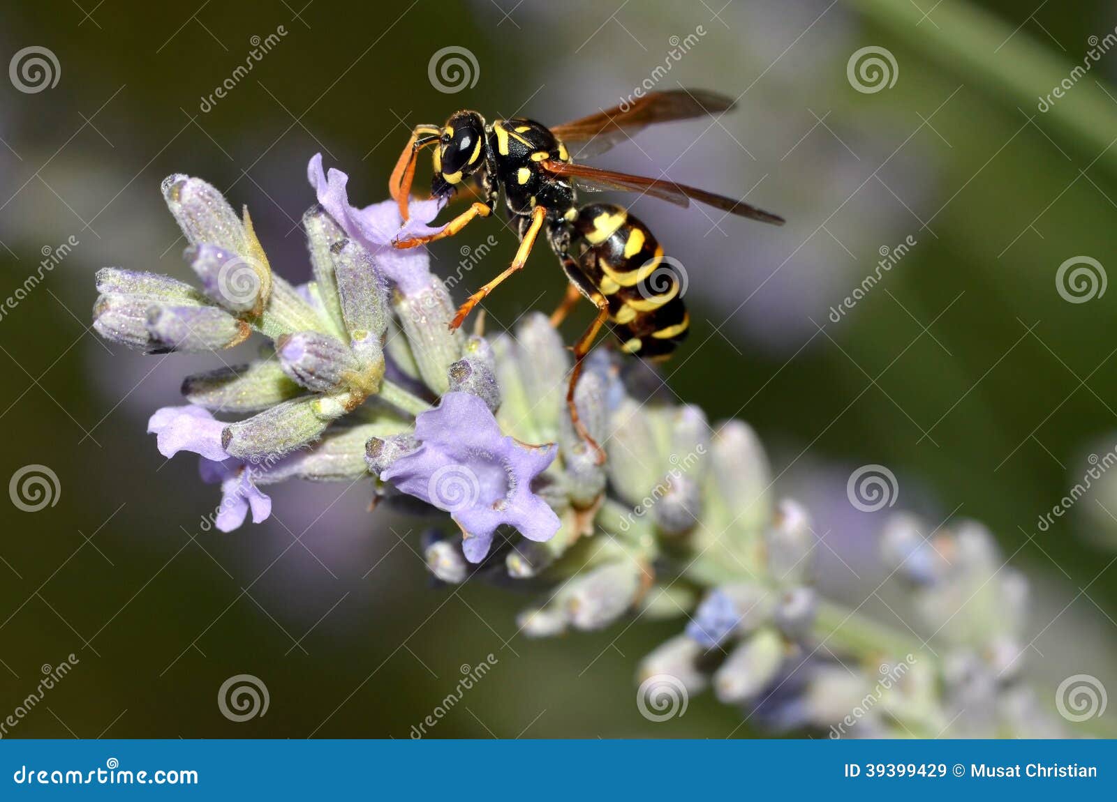 Wasp on lavender flower stock image. Image of hymenoptera 39399429