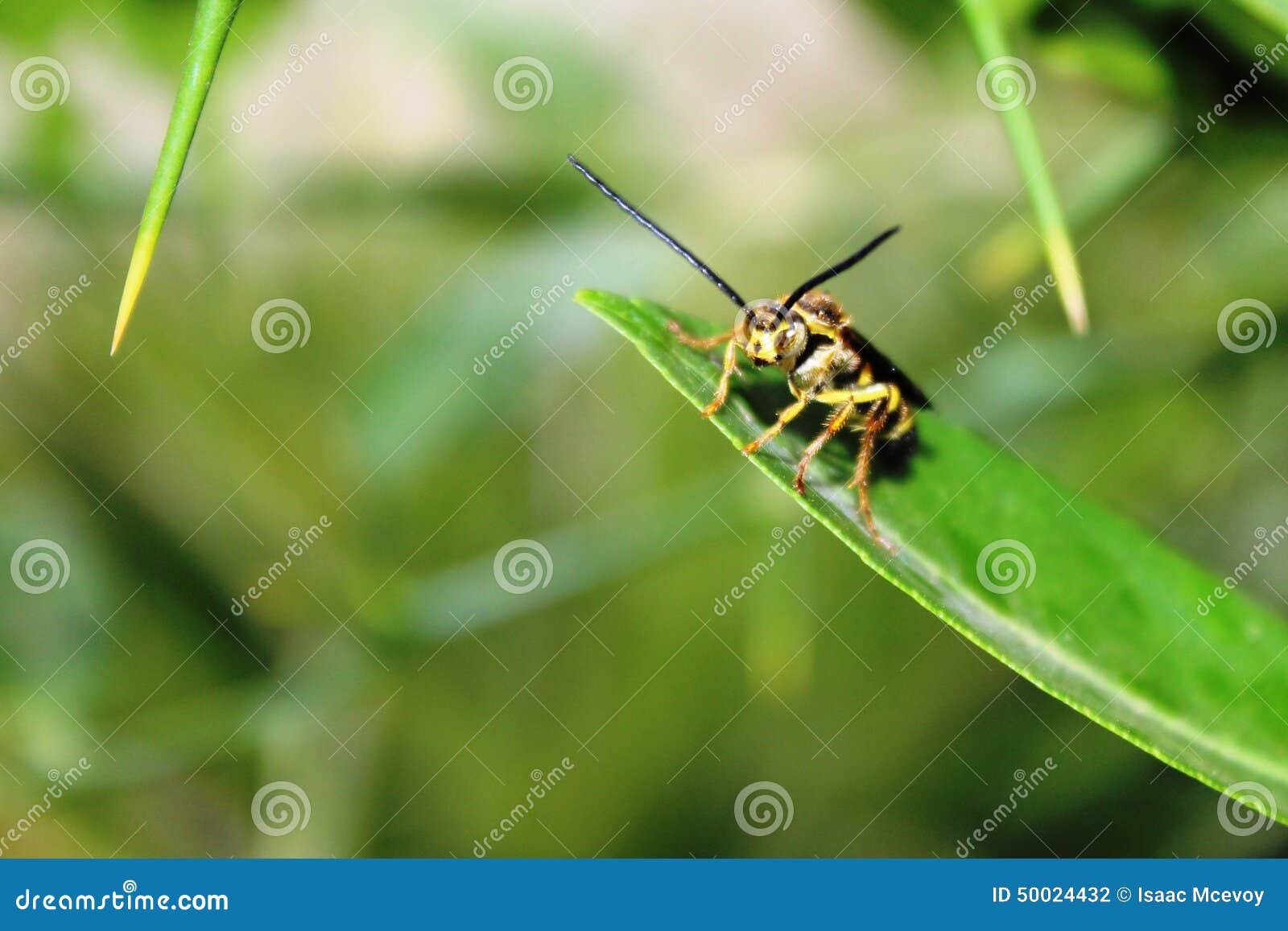Wasp stock photo. Image of wasp, guinea, tree, leaf, stinger 50024432