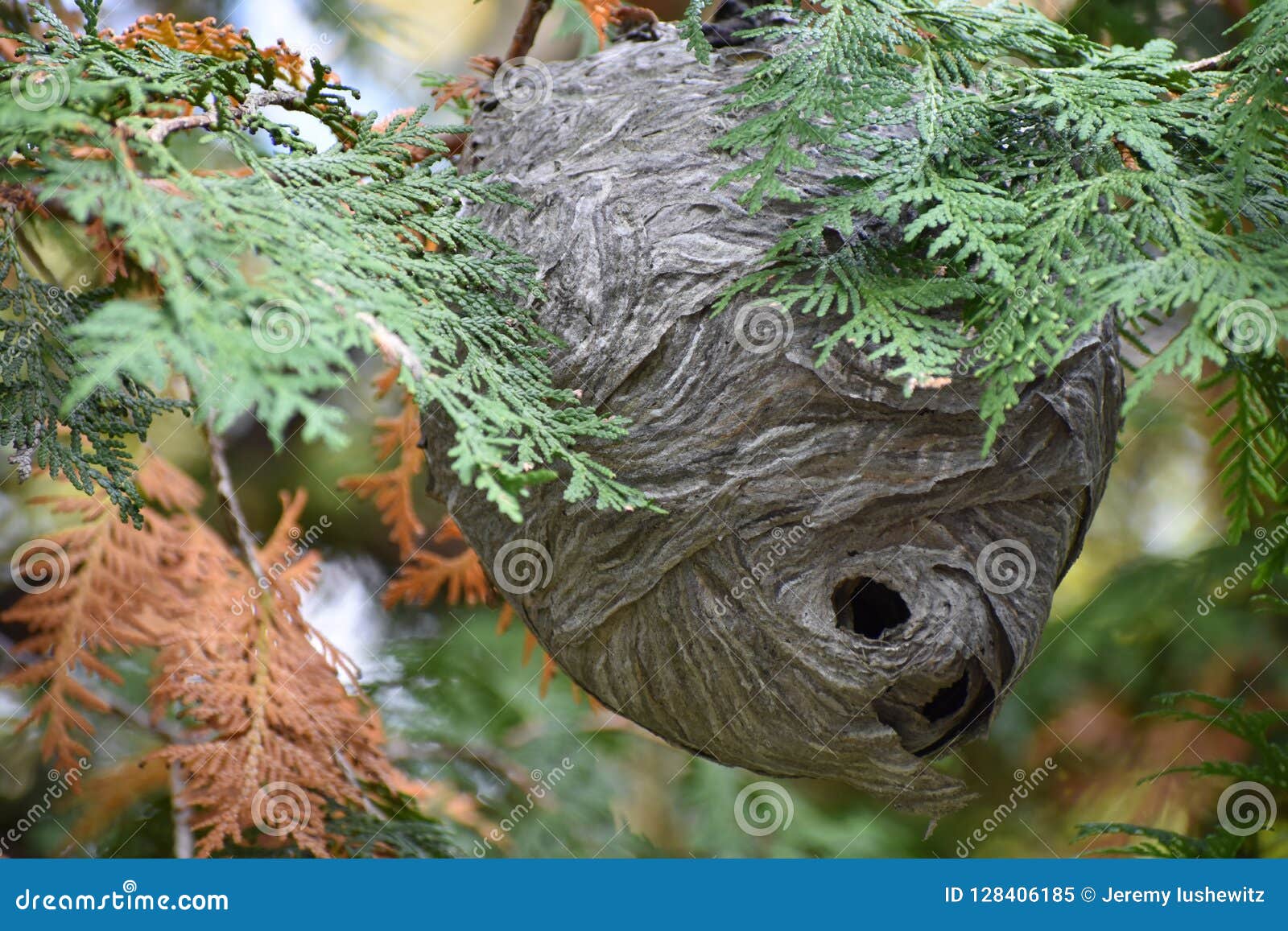 Wasp Nest Hanging on Tree Branch Stock Image Image of branch