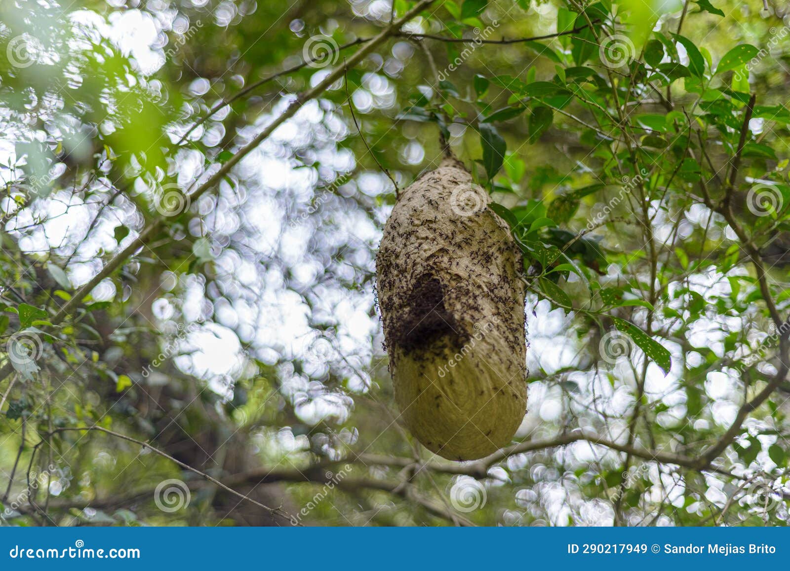 Wasp Nest Invaded by Ants. Invasive Ants Stock Image Image of natural