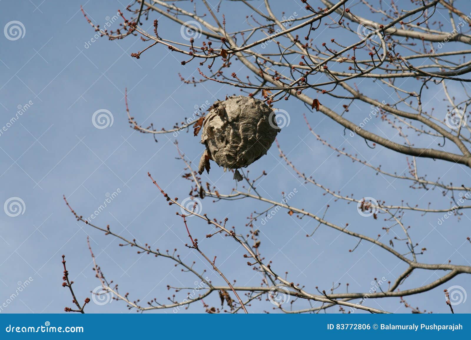 wasp nest in late falls stock photo image of survive 83772806 wasps nest in trees