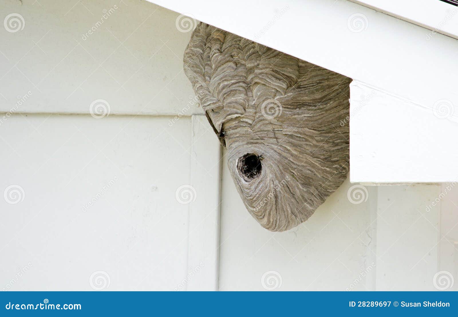 Wasp nest under the eaves stock image. Image of sting 28289697
