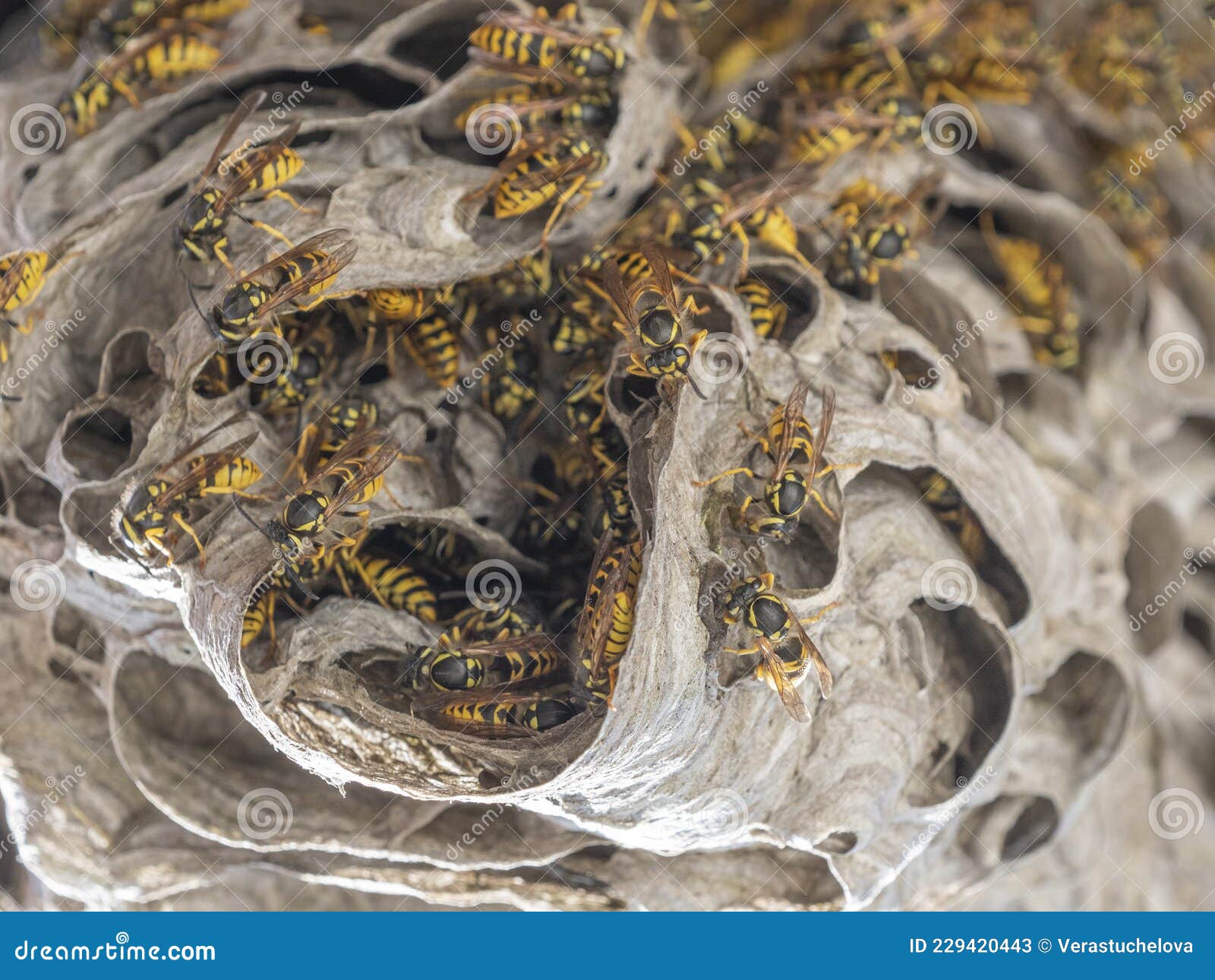 a wasp nest vespula vulgaris