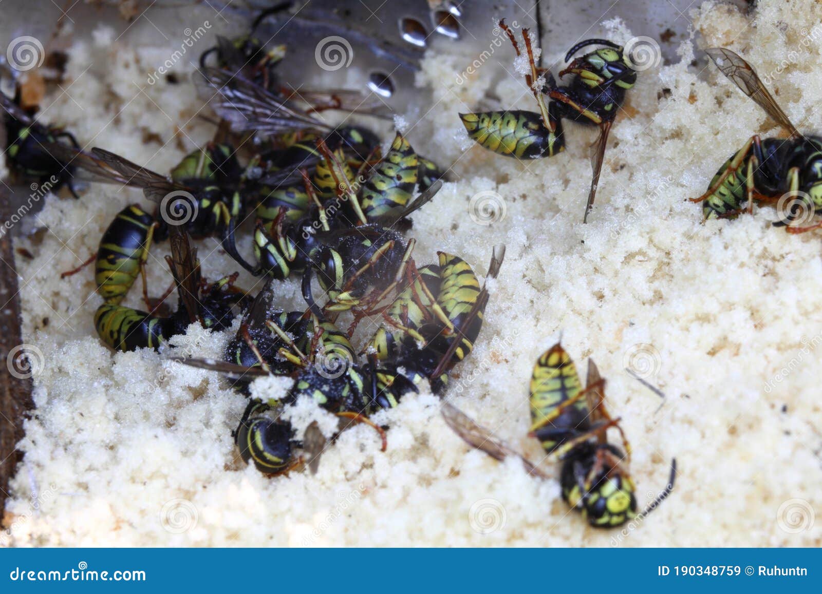 Wasp Nest in a Wall Cavity after it Was Treated with Insect Spray