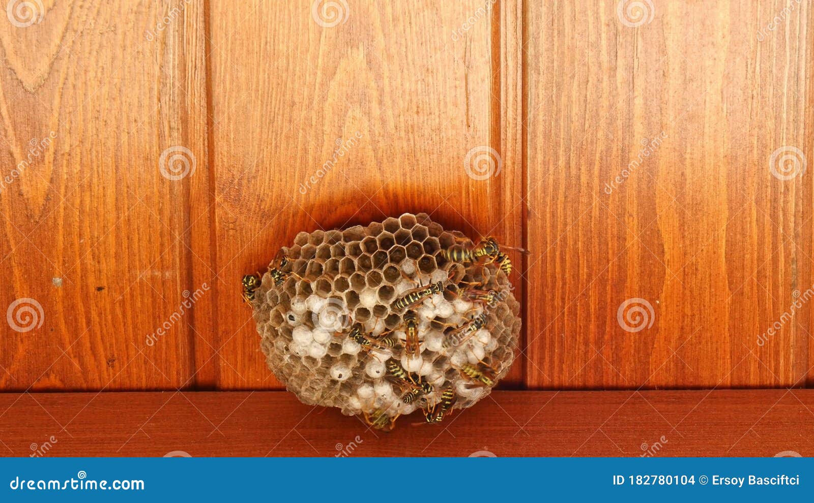 Wasp Nest With Wasps Sitting On It Macro Stock Photo Image Of