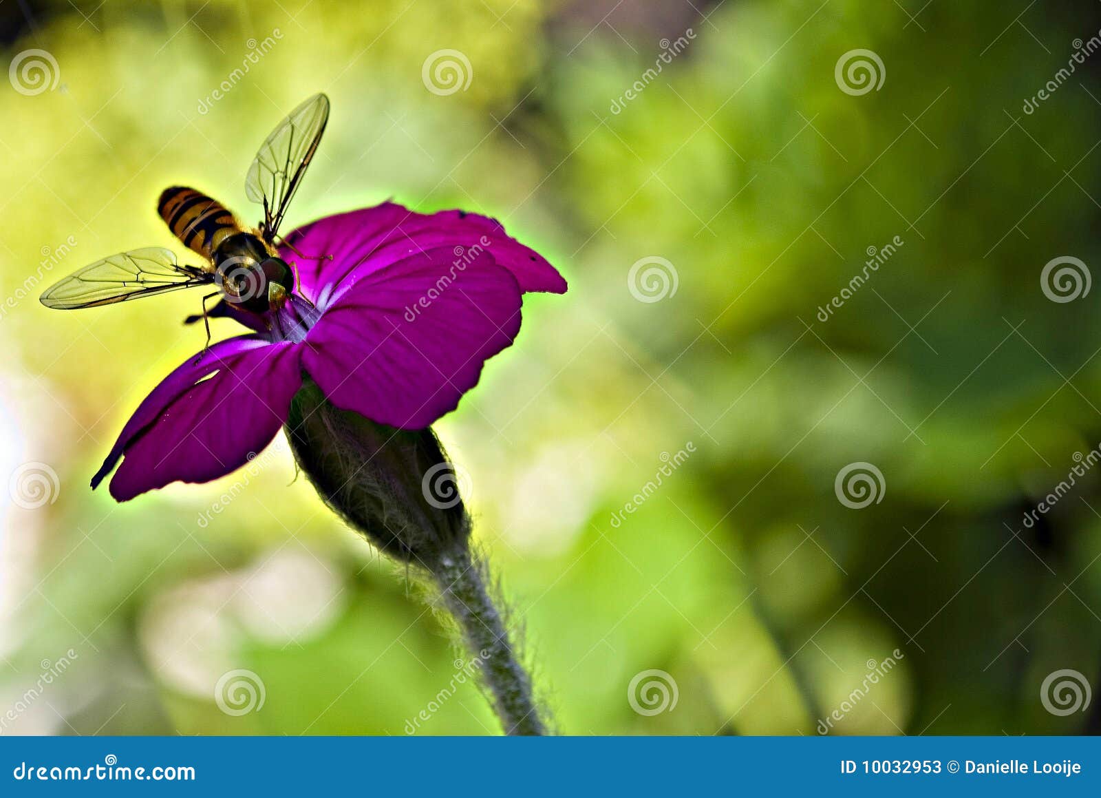 A Set Of Photographs Of A Wasp Larva Weaves A Lid In A Honeycomb Cell ...