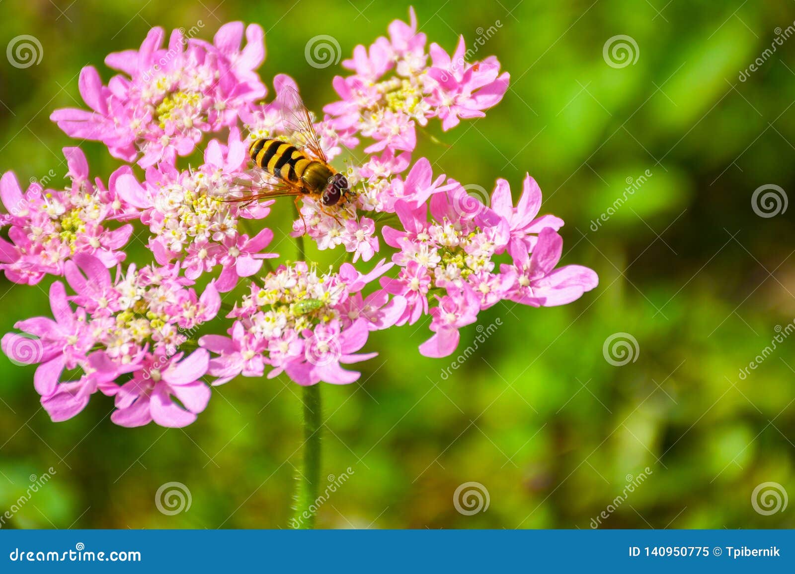 Wasp on a Pink Rose and Feeding on Sweet Nectar Stock Image Image of plant, flower 140950775