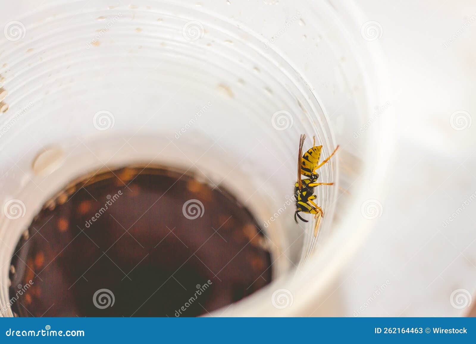 Wasp in a plastic cup stock image. Image of fauna, invertebrate 262164463