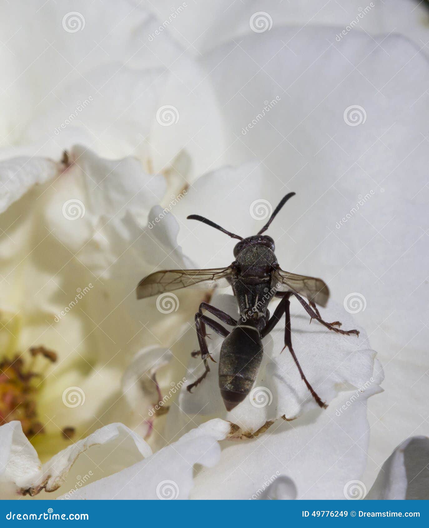 Wasp Rose stock image. Image of africa, style, macro 49776249