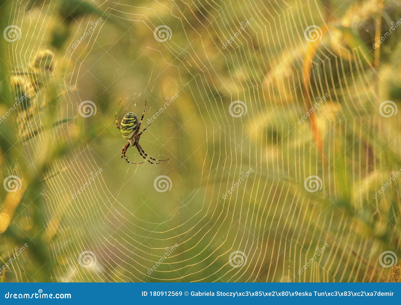 wasp spider argiope bruennichi weaving web in the morning