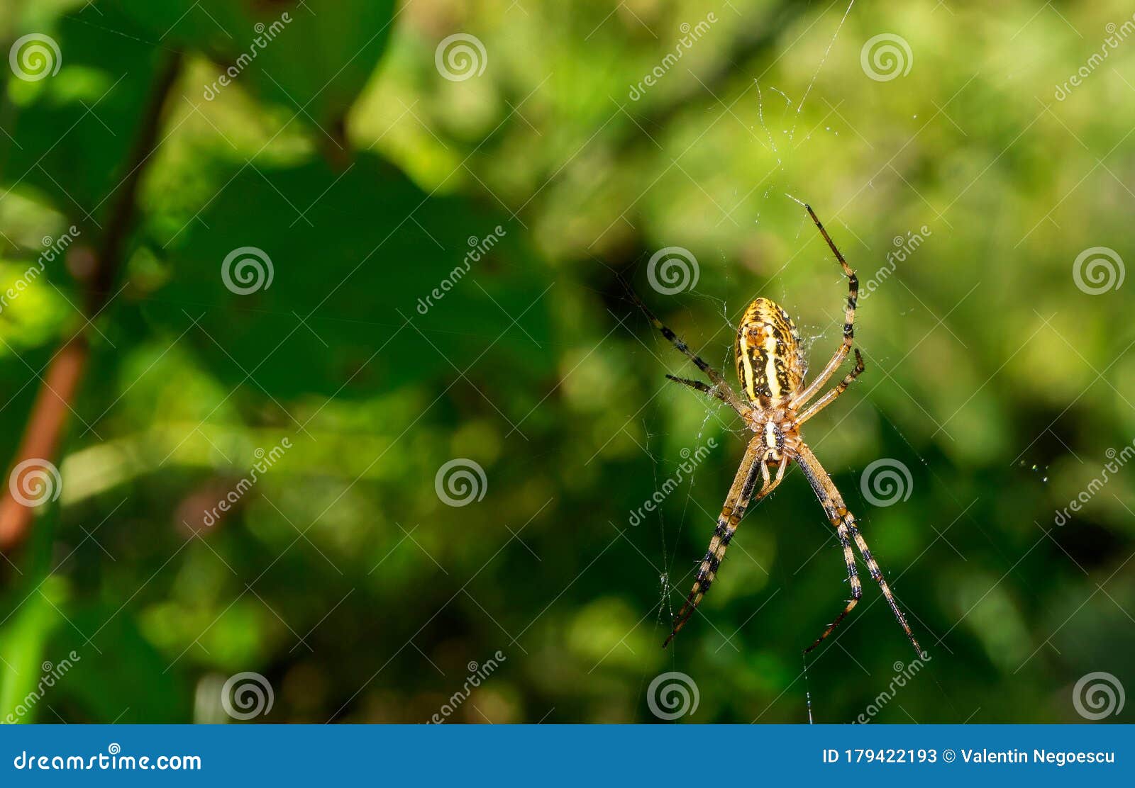 wasp spider seen from below.