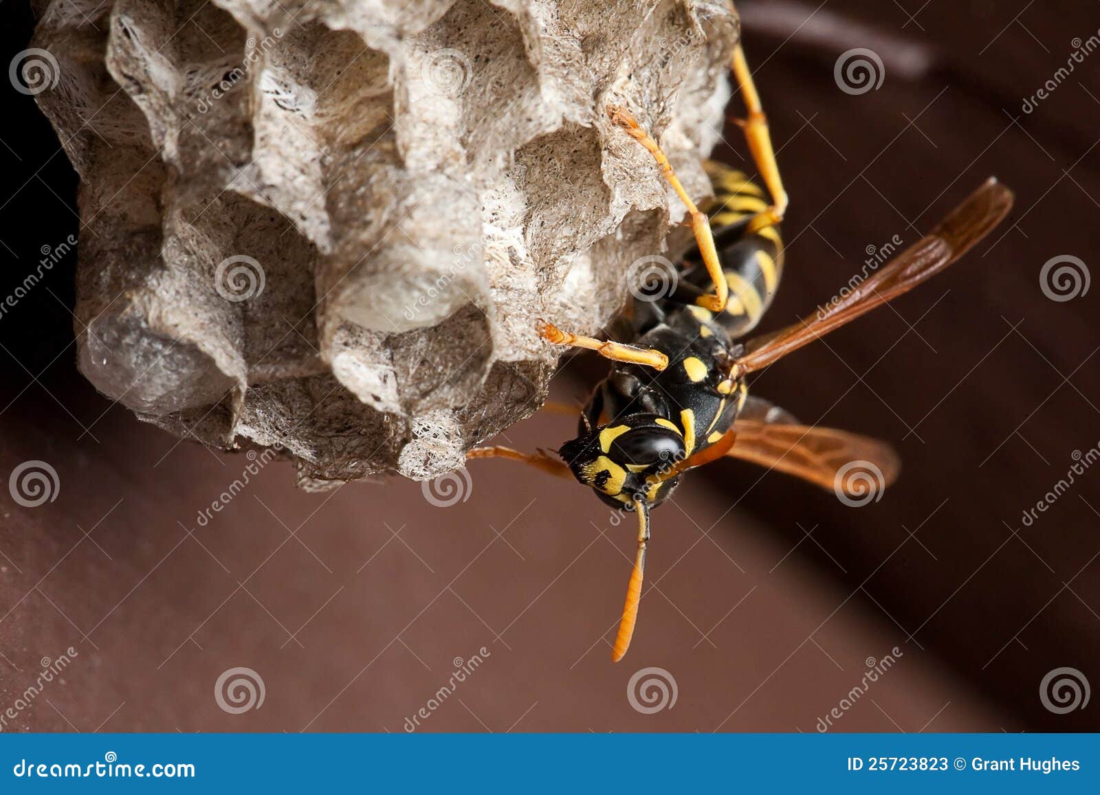 Wasp and Wasp Nest stock image. Image of insect, build - 25723823