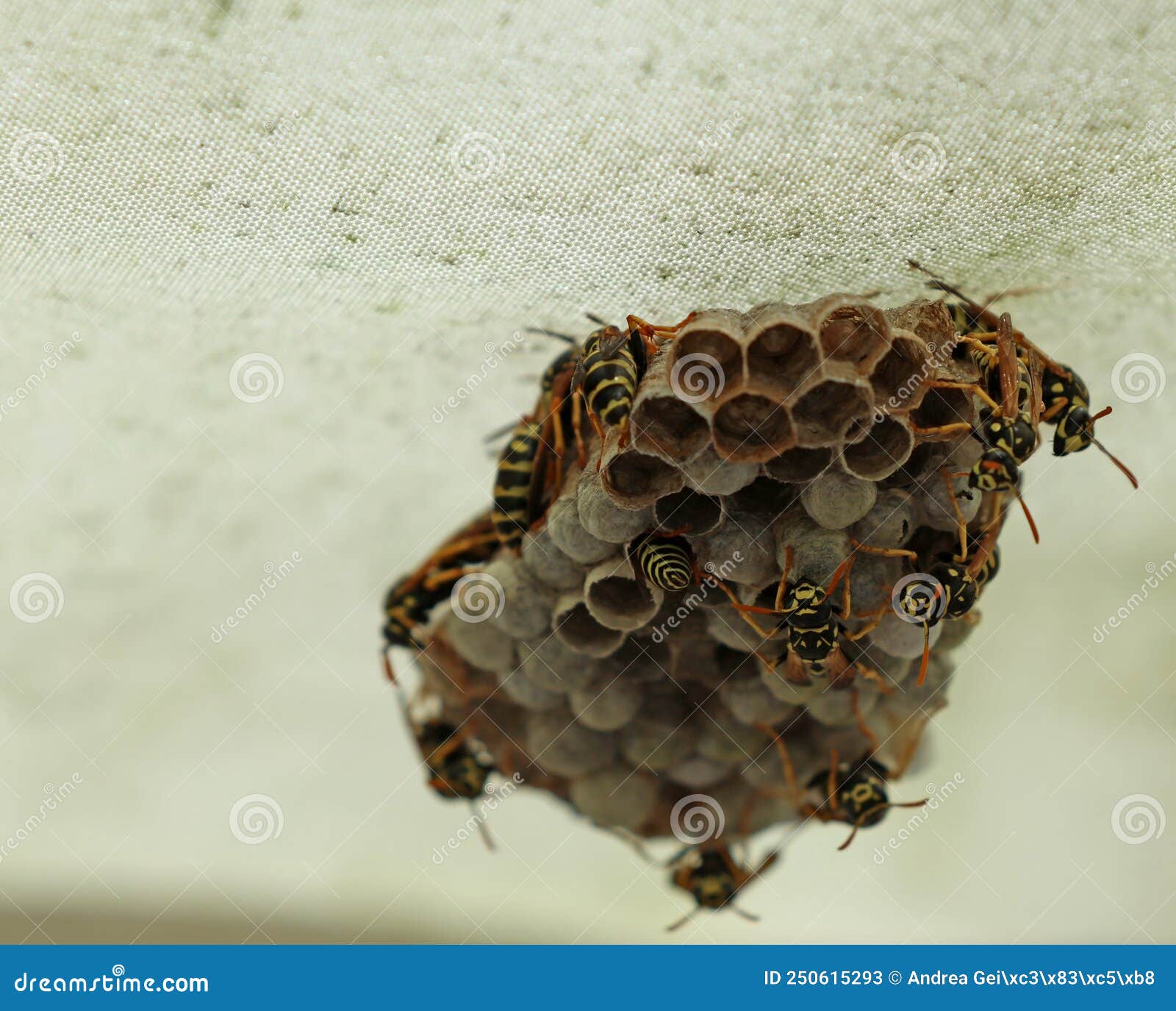 My Image 31