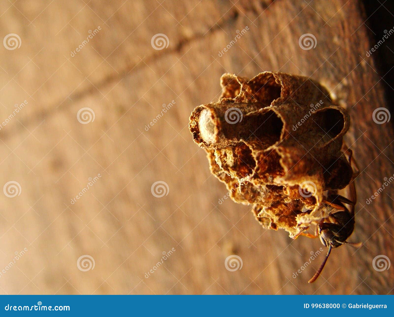 wasp working on his nest