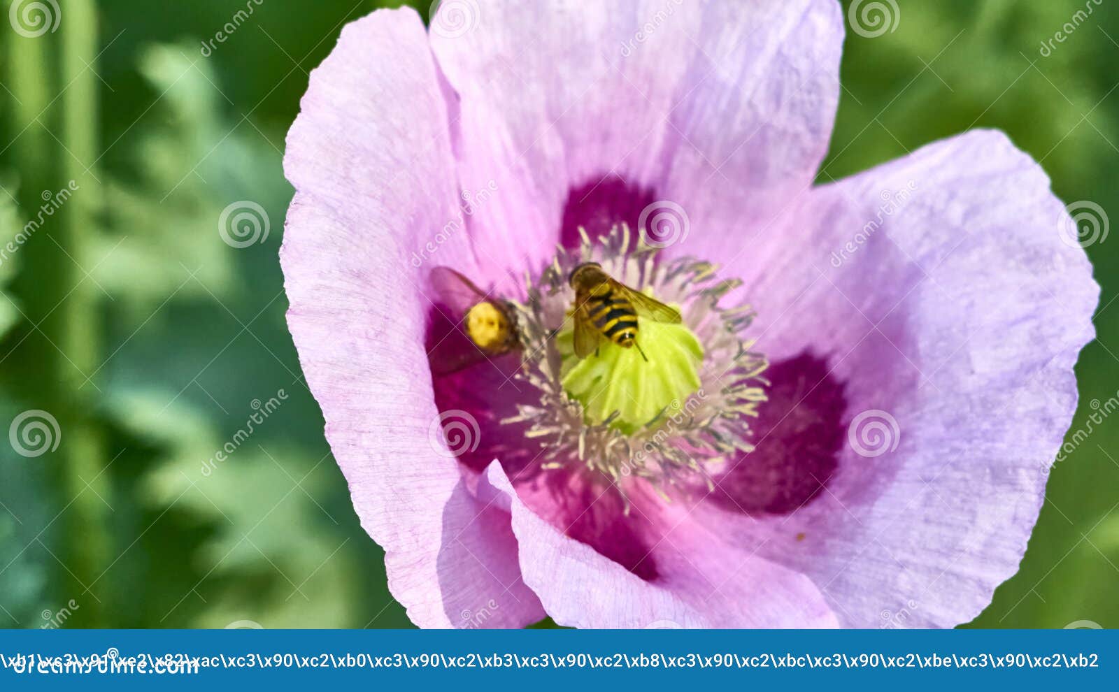 Wasps Collect Nectar in Flower Bud. Color Nature Stock Photo Image of