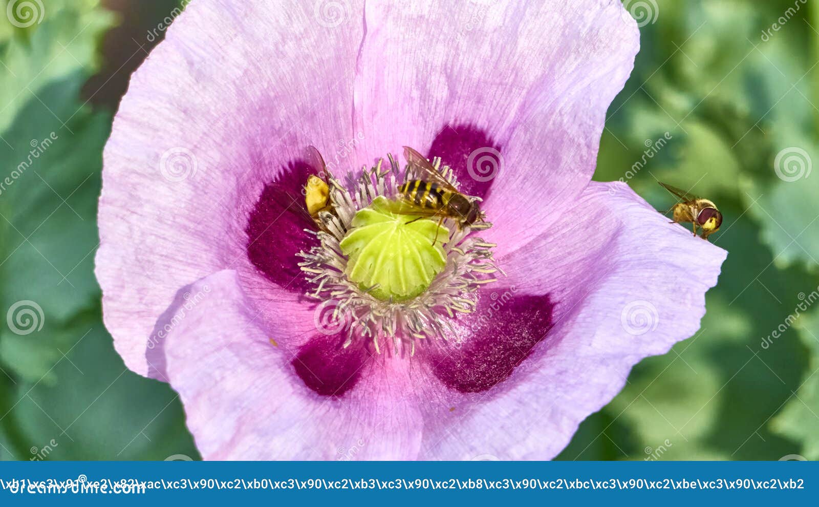Wasps Collect Nectar in Flower Bud. Color Nature Stock Photo Image of