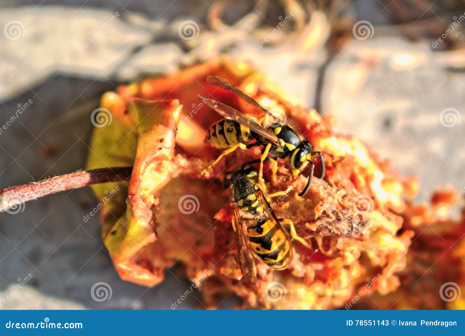 Wasps Eating And Apple RoyaltyFree Stock Photo
