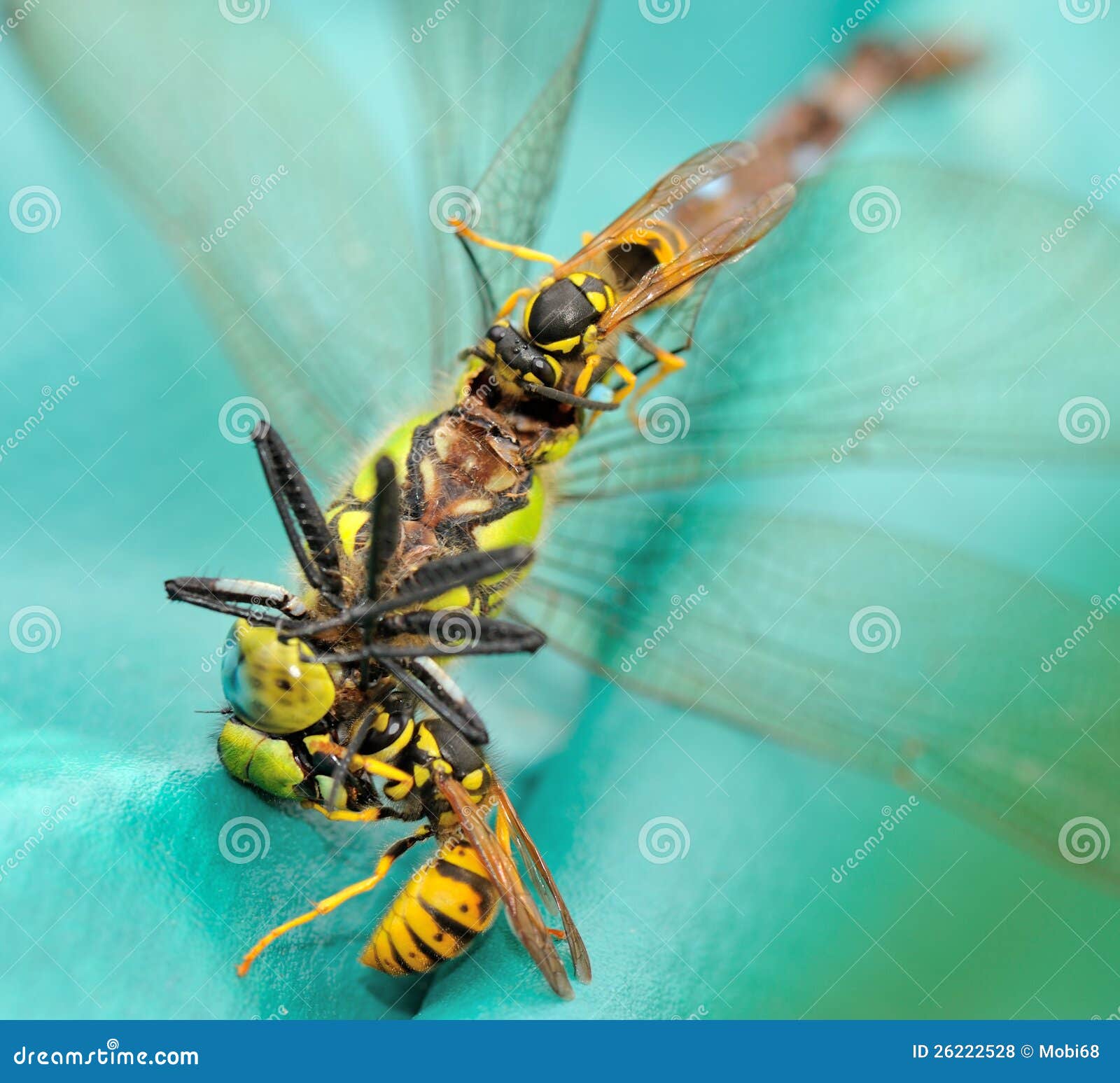 Wasps Eating a Dragonfly II Stock Photo Image of insect, died 26222528