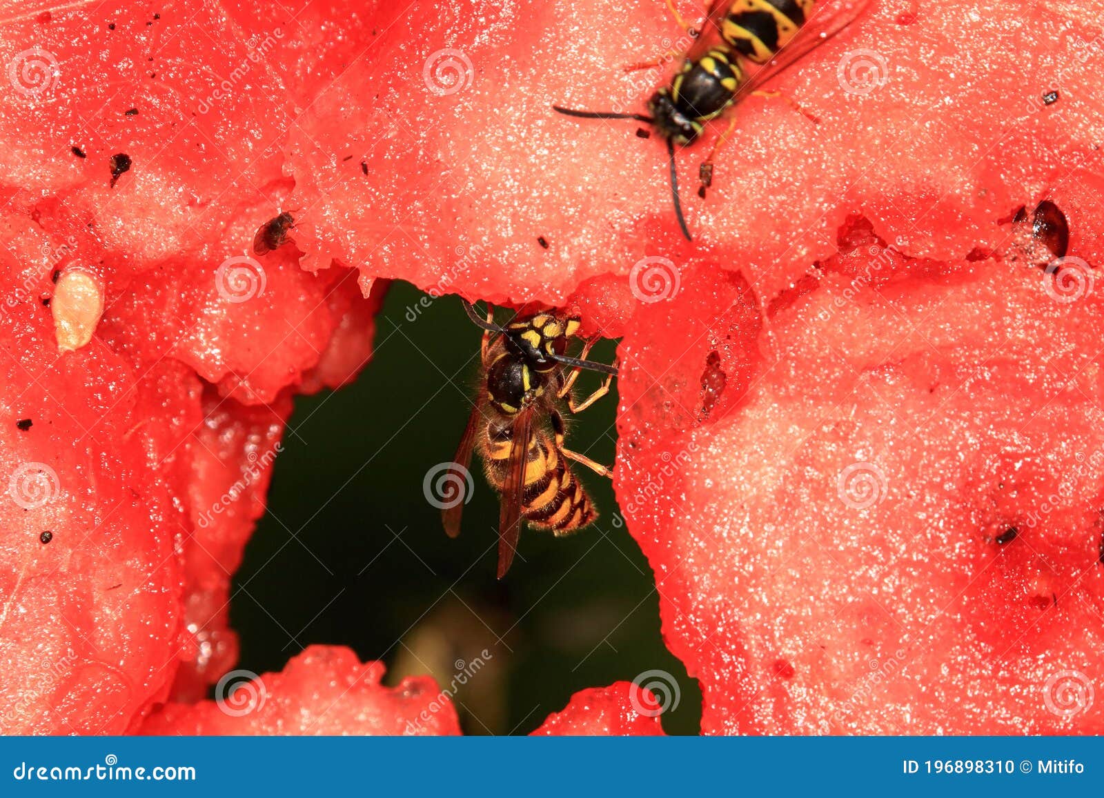 Wasps on a Melon Distraction Food Stock Photo Image of allergy