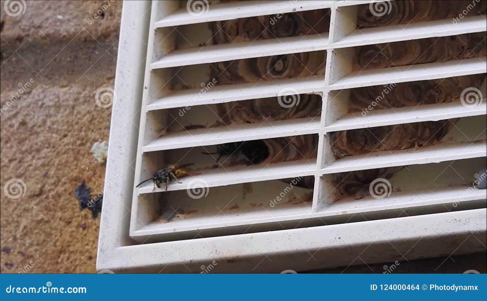 Wasps nest inside air vent stock footage. Video of animal 124000464