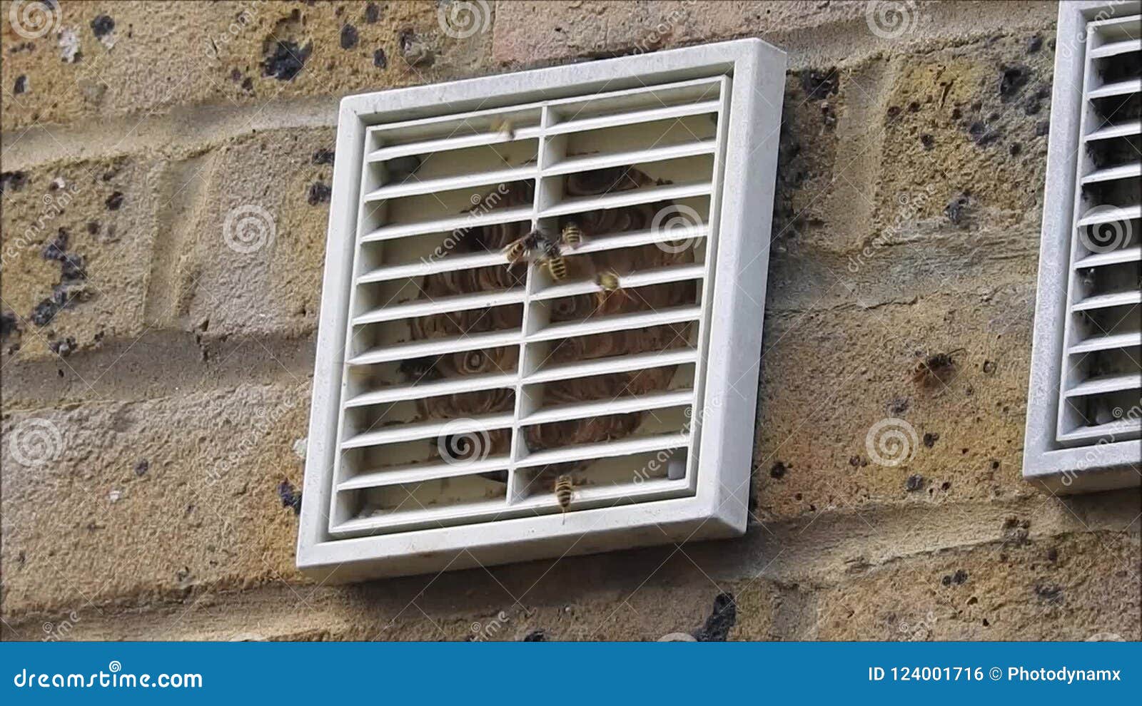 Wasps nest inside air vent stock footage. Video of wild 124001716