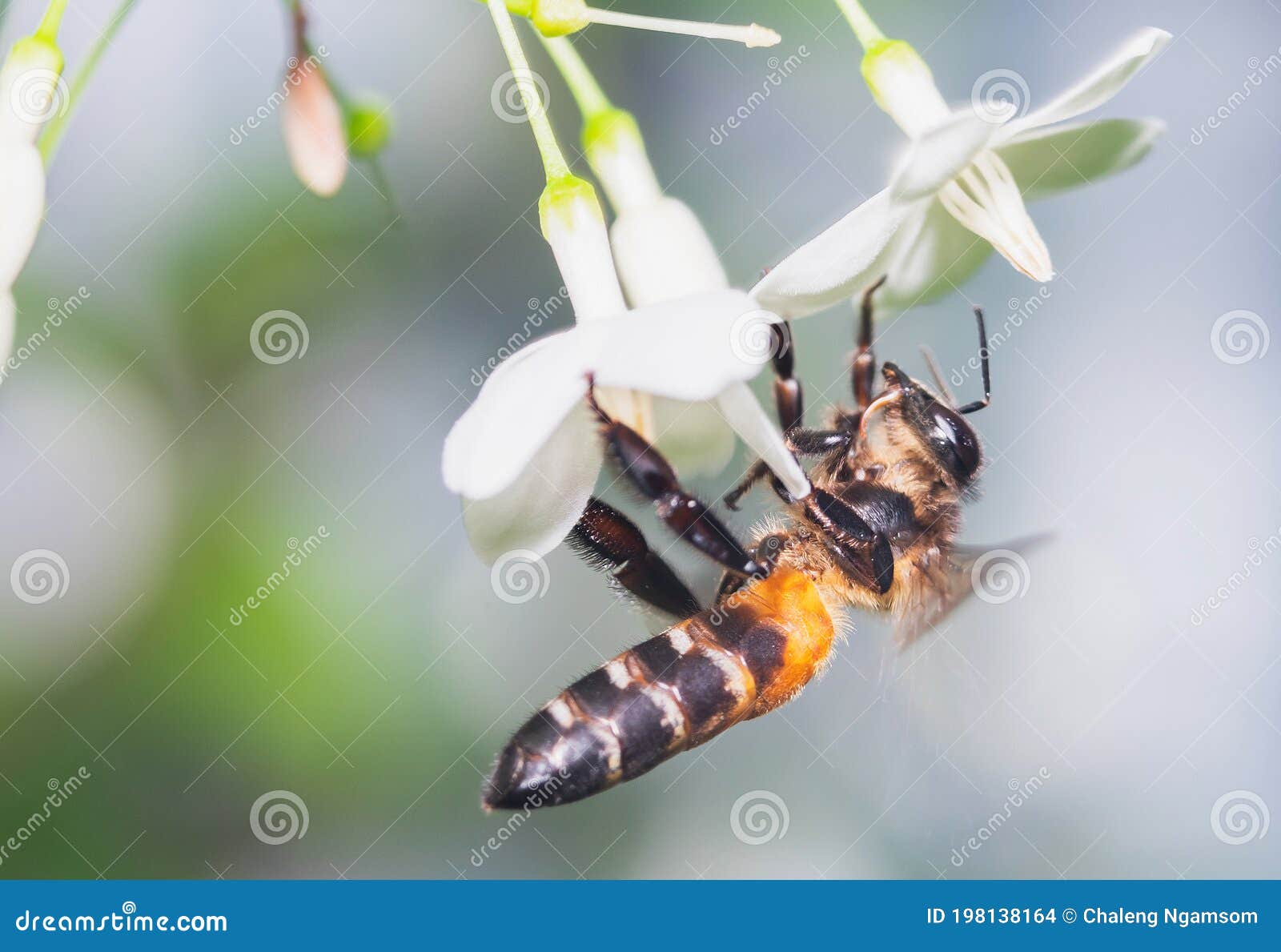 wasps sucking nectar from flowers