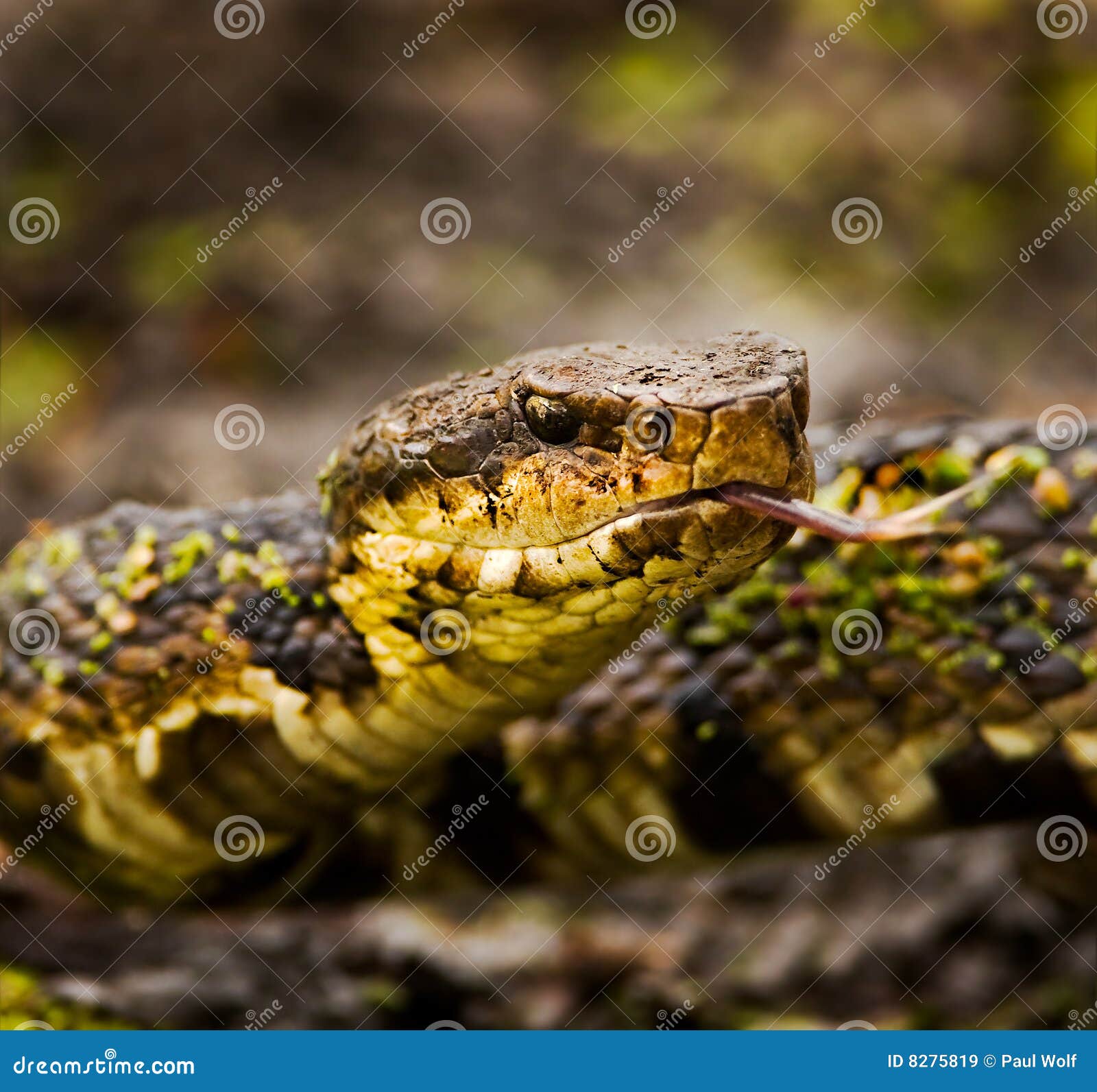 Wasser Mokassin Stockbild Bild Von Raub Cottonmouth 8275819