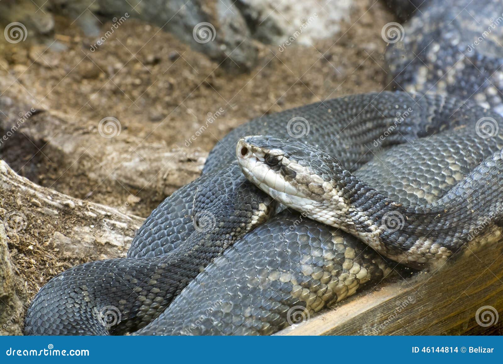 Wasser Mokassin Agkistrodon Piscivorus Stockfoto Bild Von Sumpf Cottonmouth 46144814