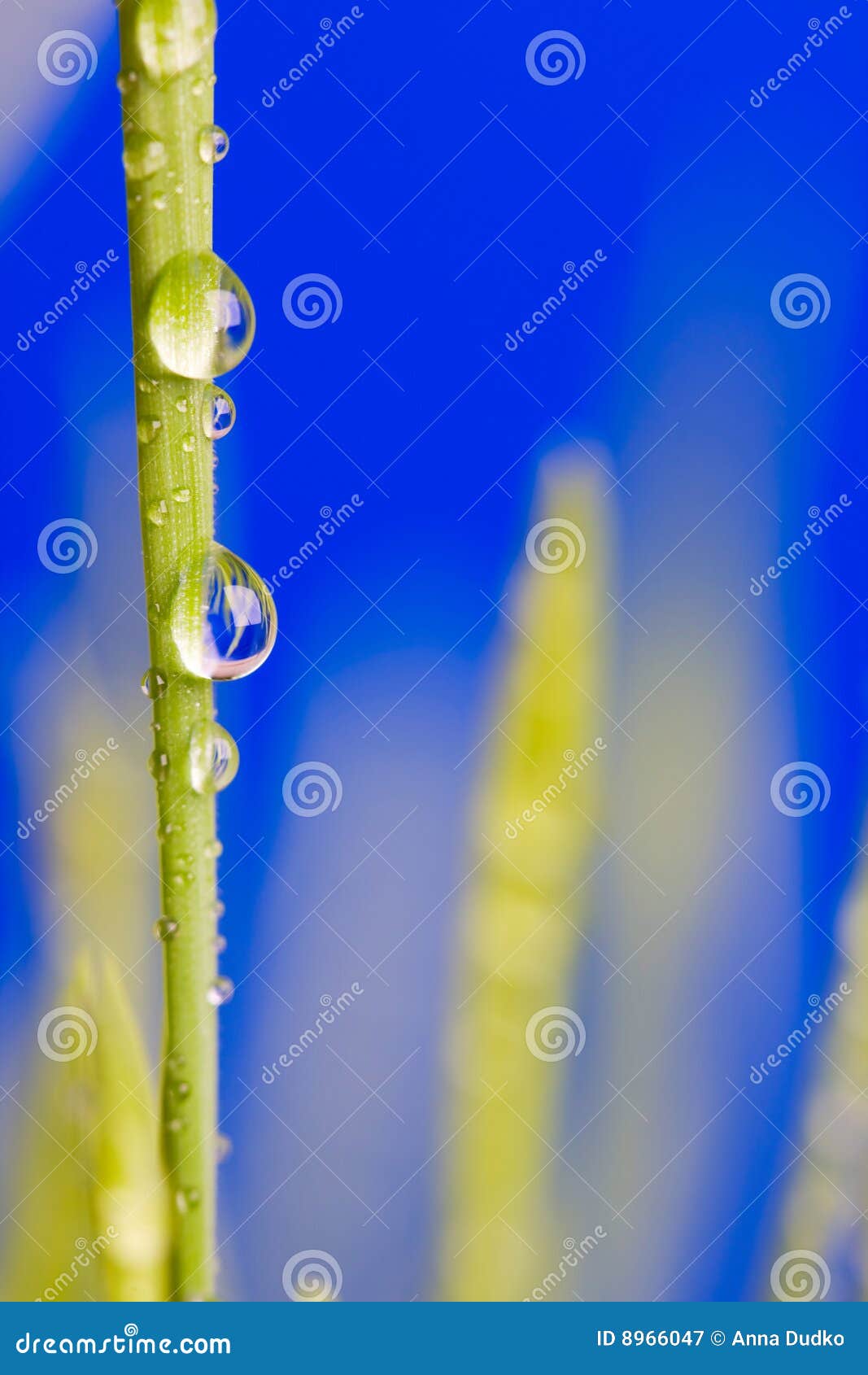 Wassertropfen auf einem grünen Gras