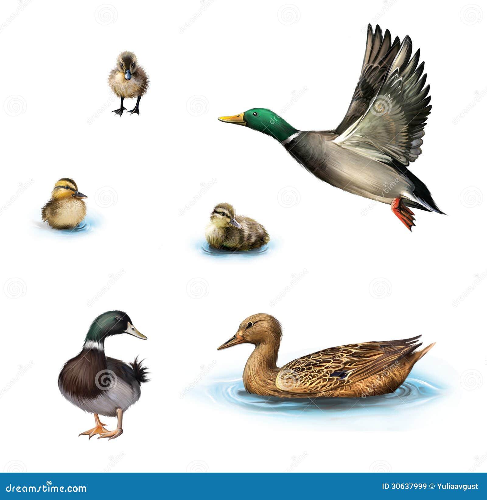 Wasservogel Fliegende Ente Ducken Sich In Das Wasser Stehende Mannliche Ente Entlein Im Wasser Lokalisiert Auf Weissem Hinterg Stock Abbildung Illustration Von Huhn Kuken 30637999