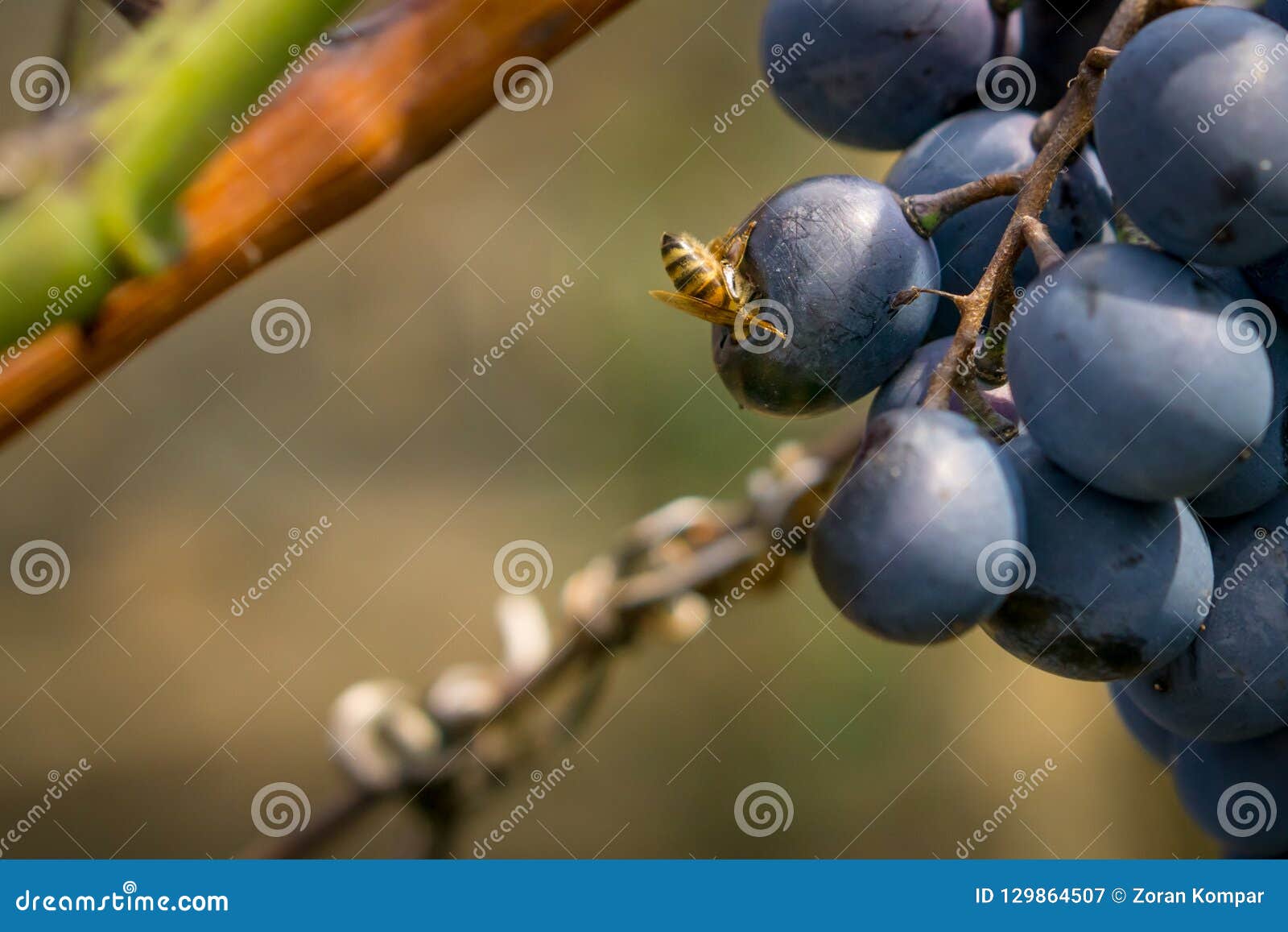Wast Eat Grape. Head of the Wasp in Grape. Stock Image Image of
