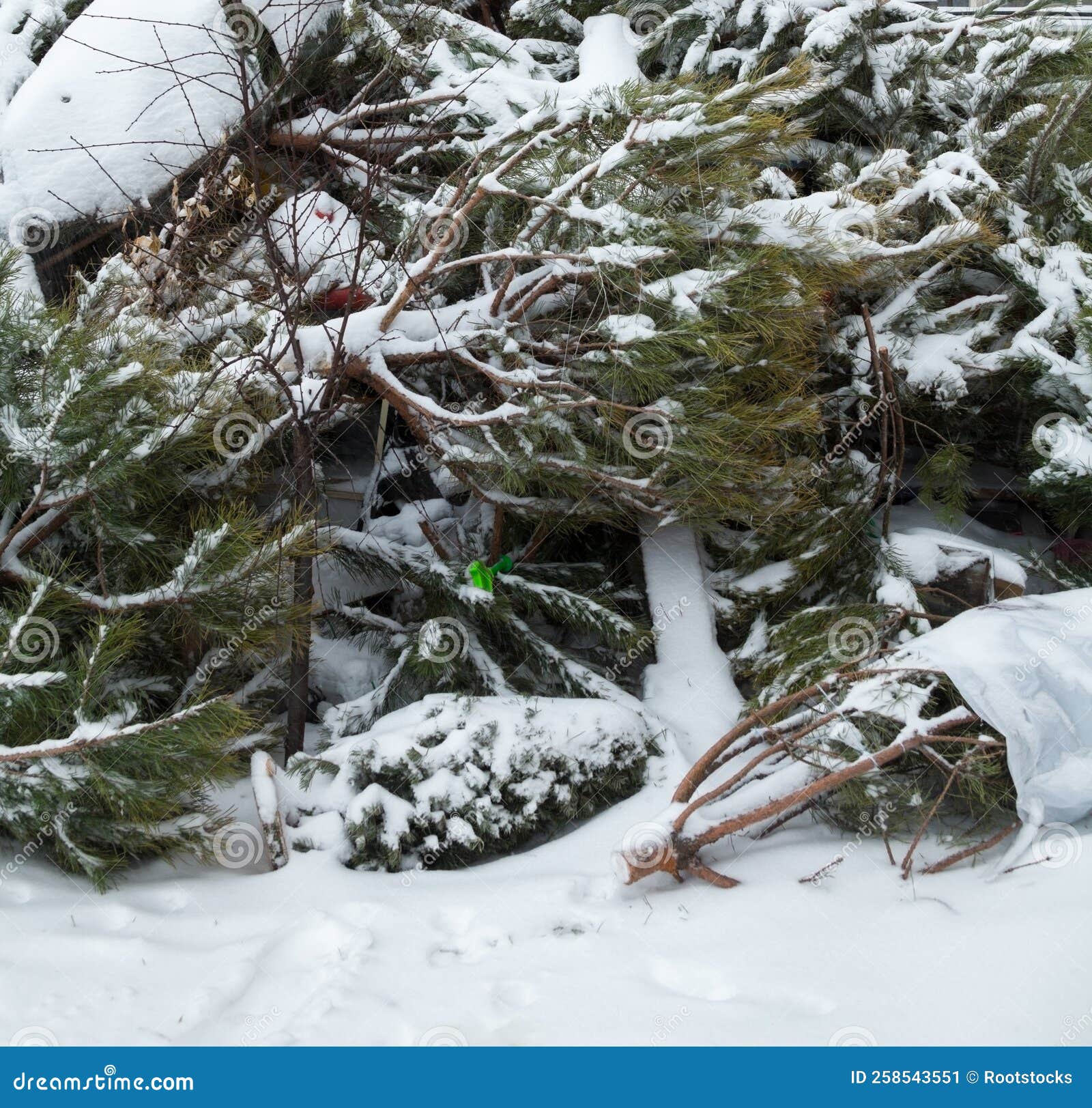 Wasted Christmas Trees on the Landfill Stock Image Image of concept, chop 258543551